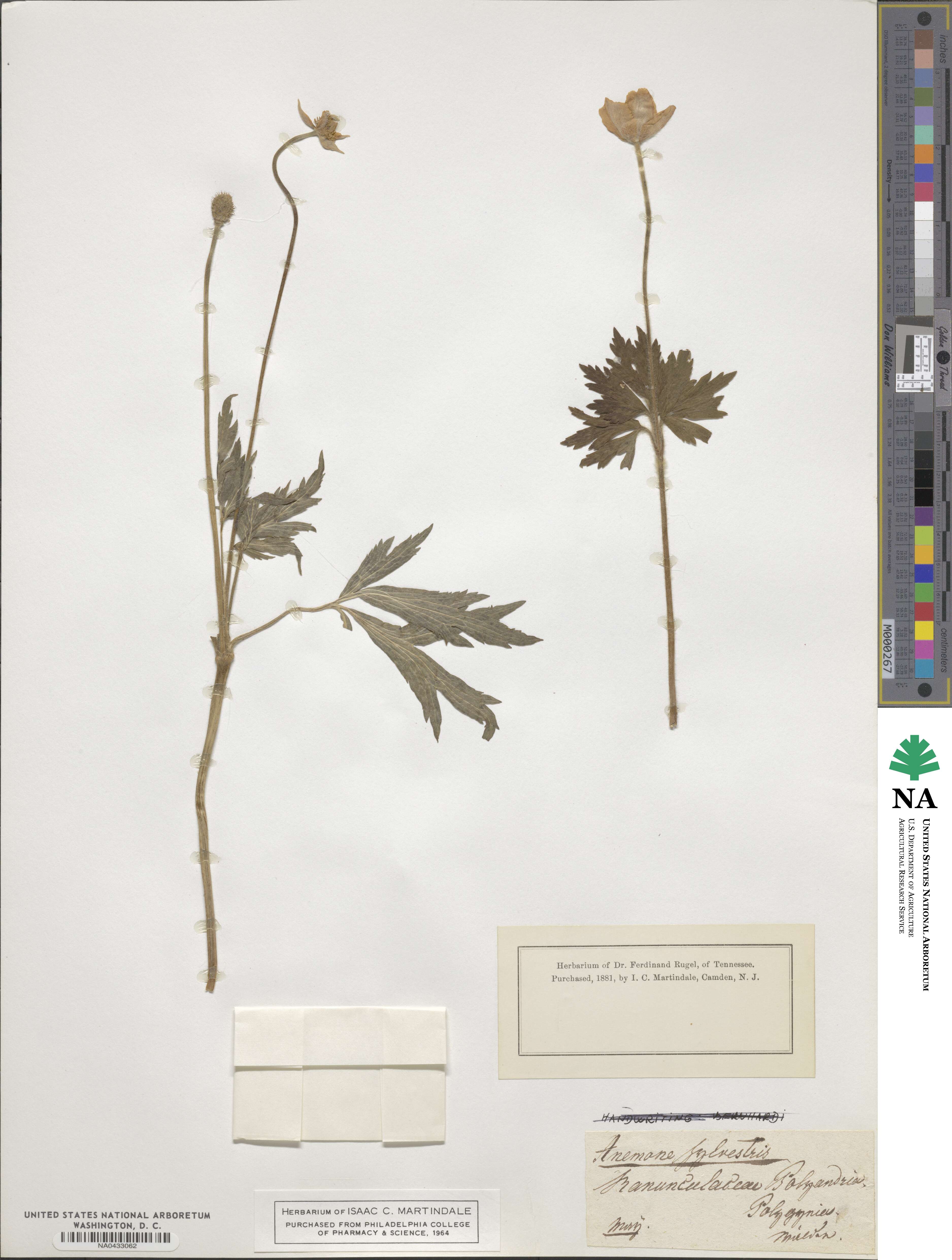 Anemone sylvestris image