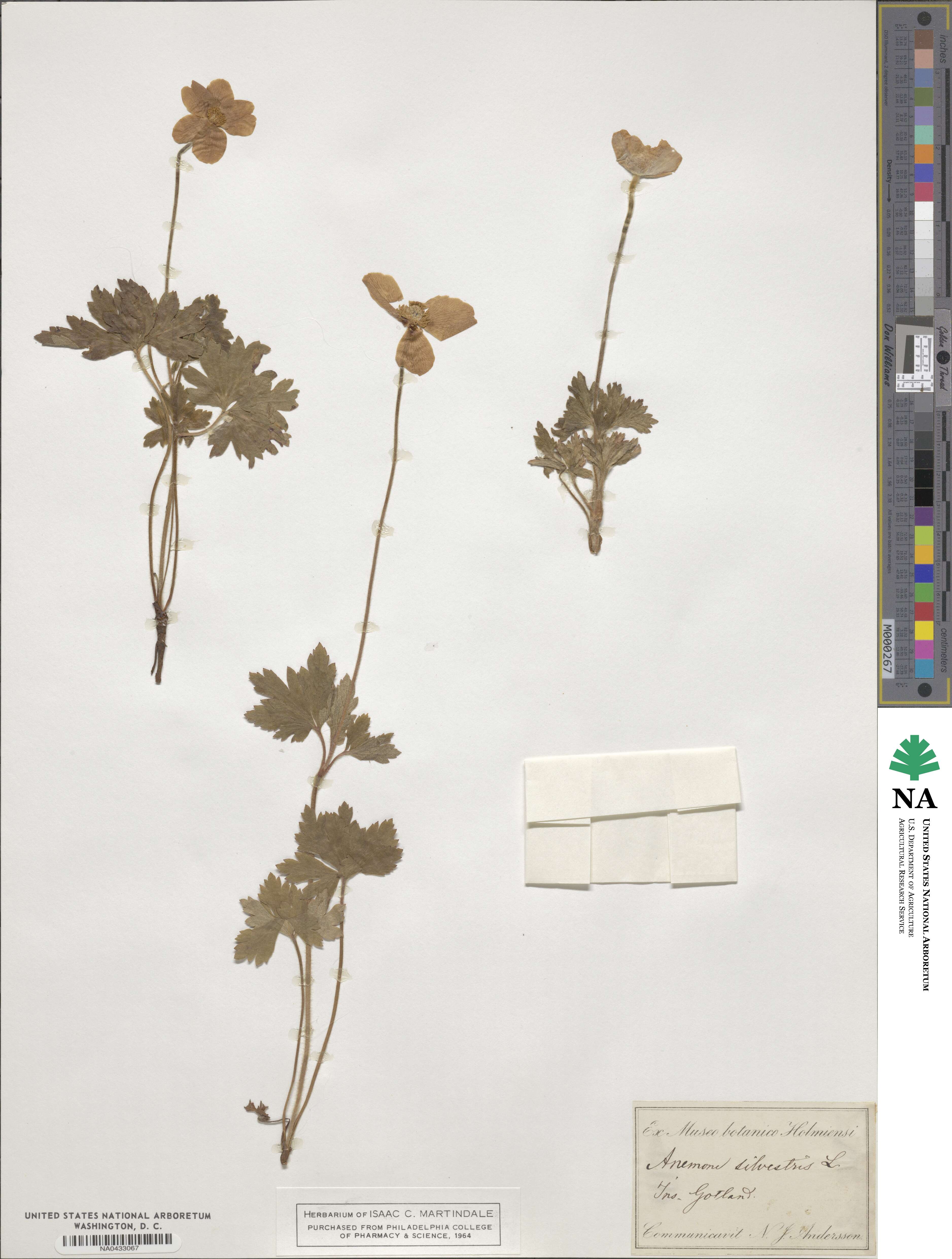 Anemone sylvestris image