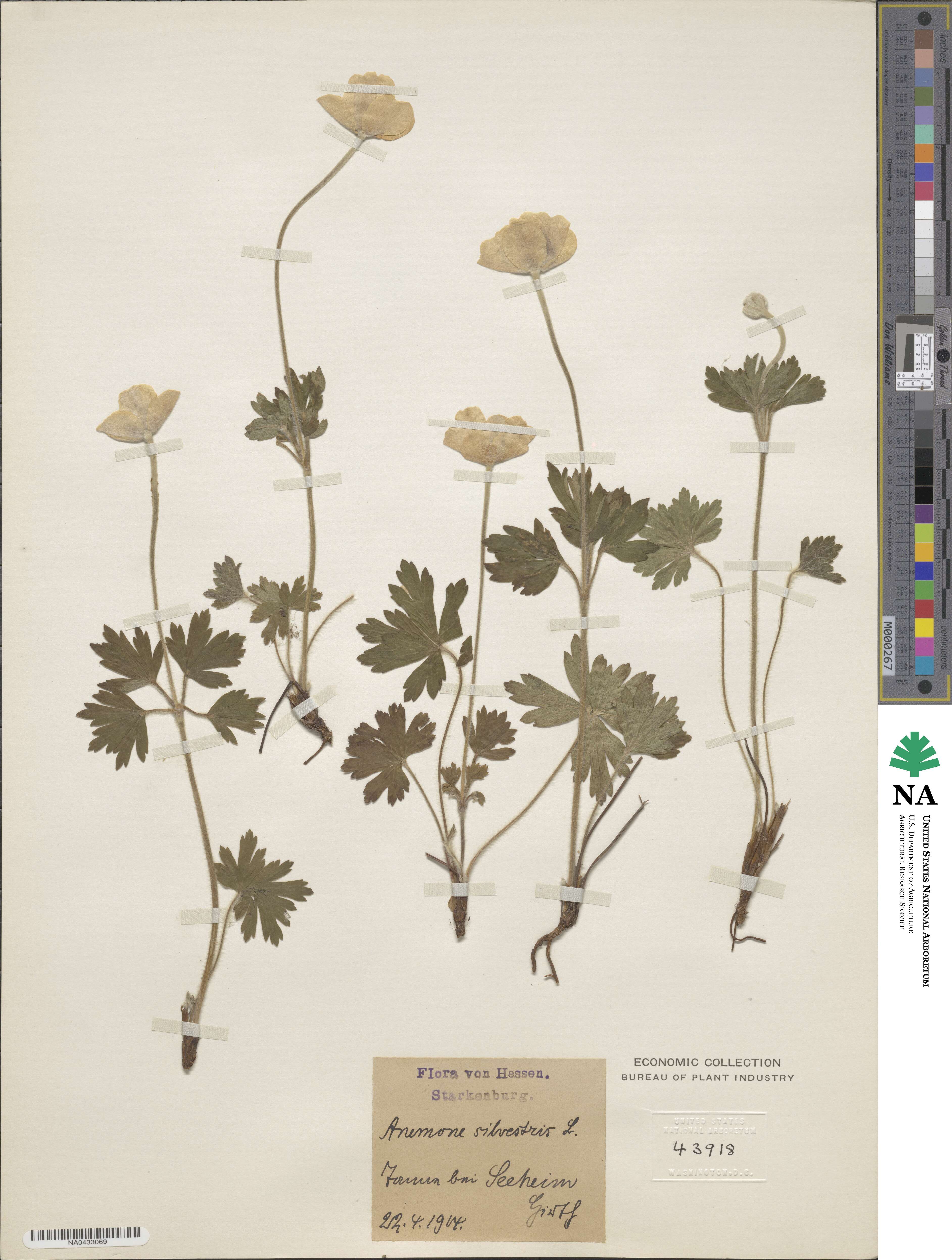 Anemone image