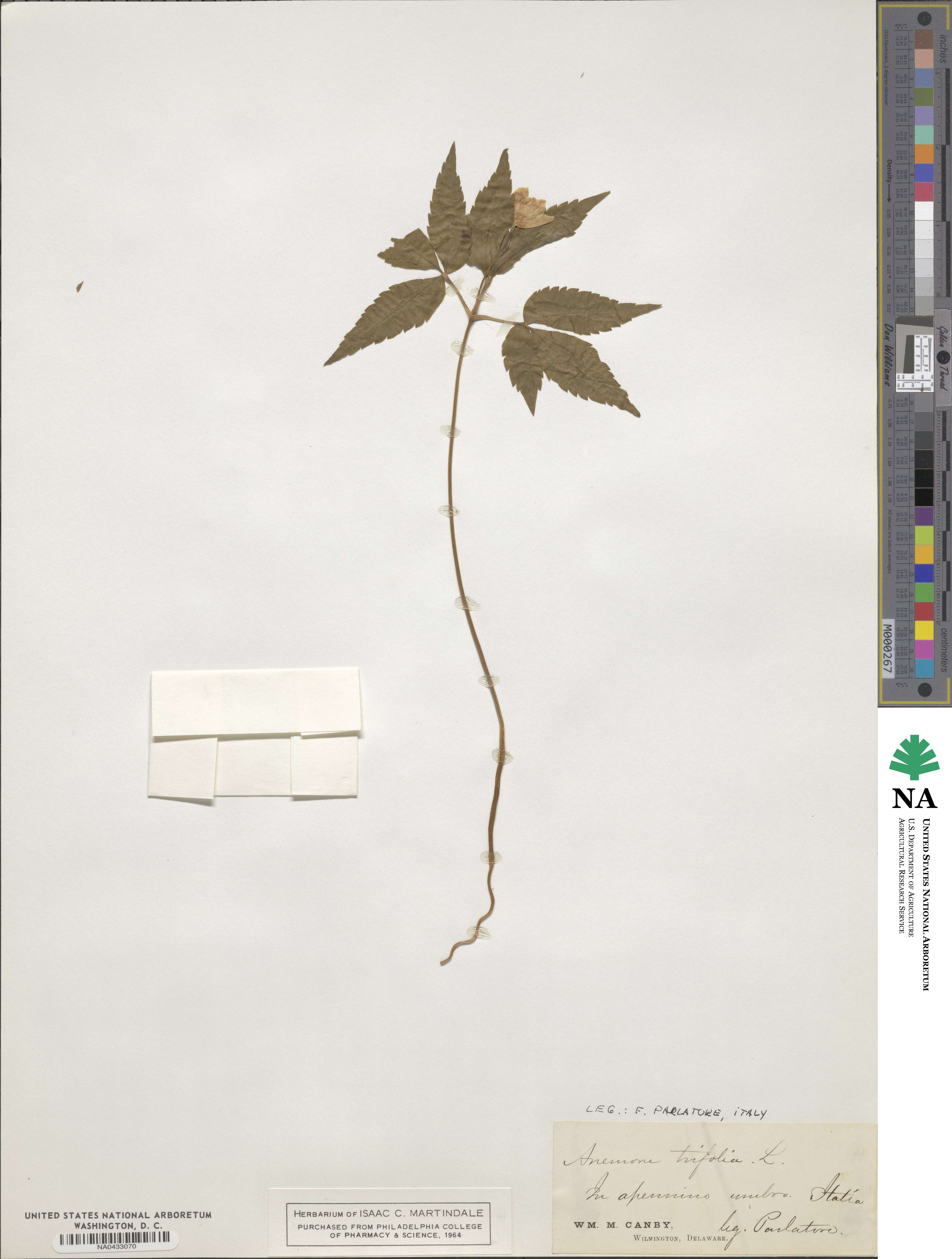 Anemone trifolia image