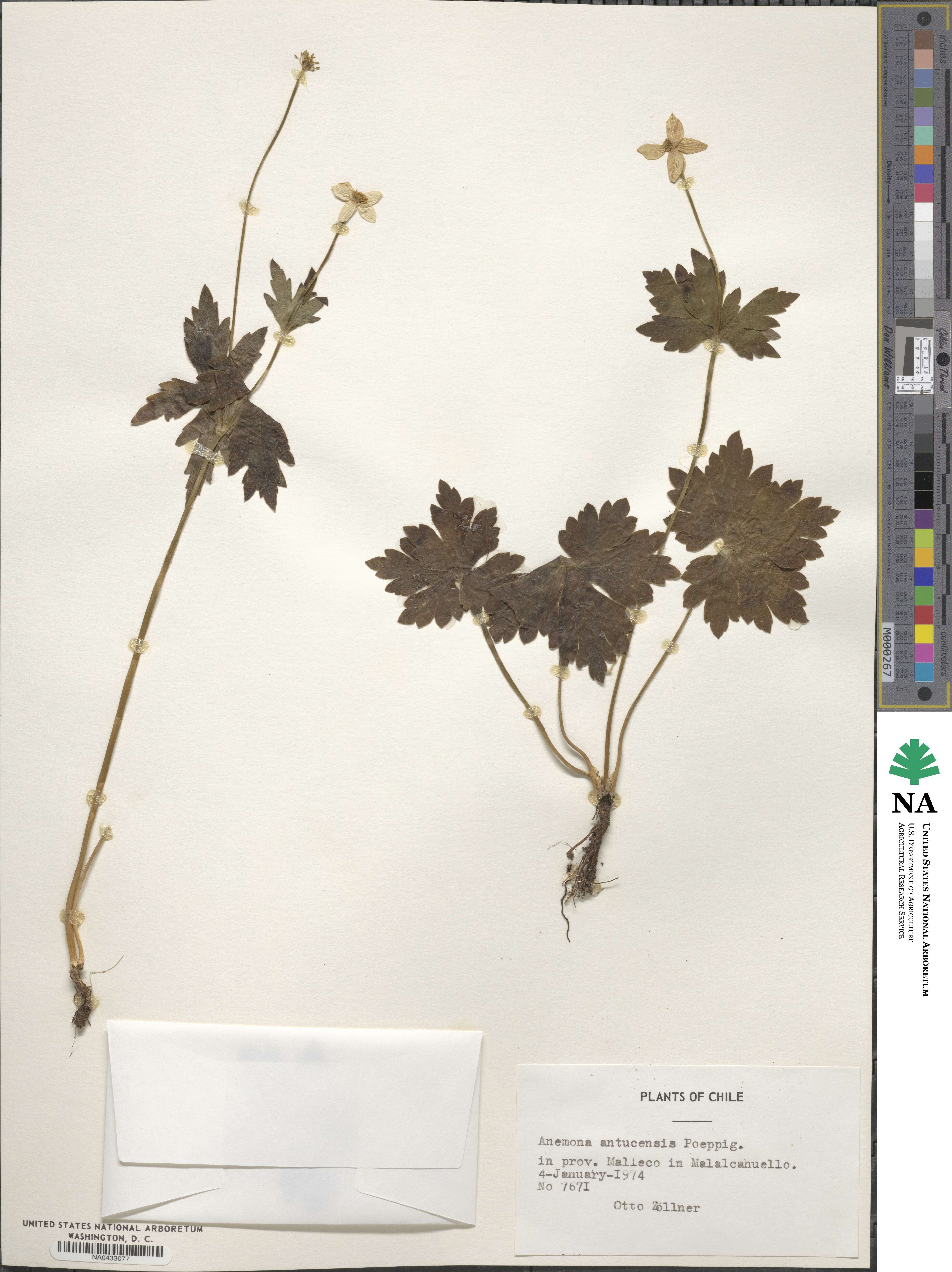 Anemonastrum antucense image