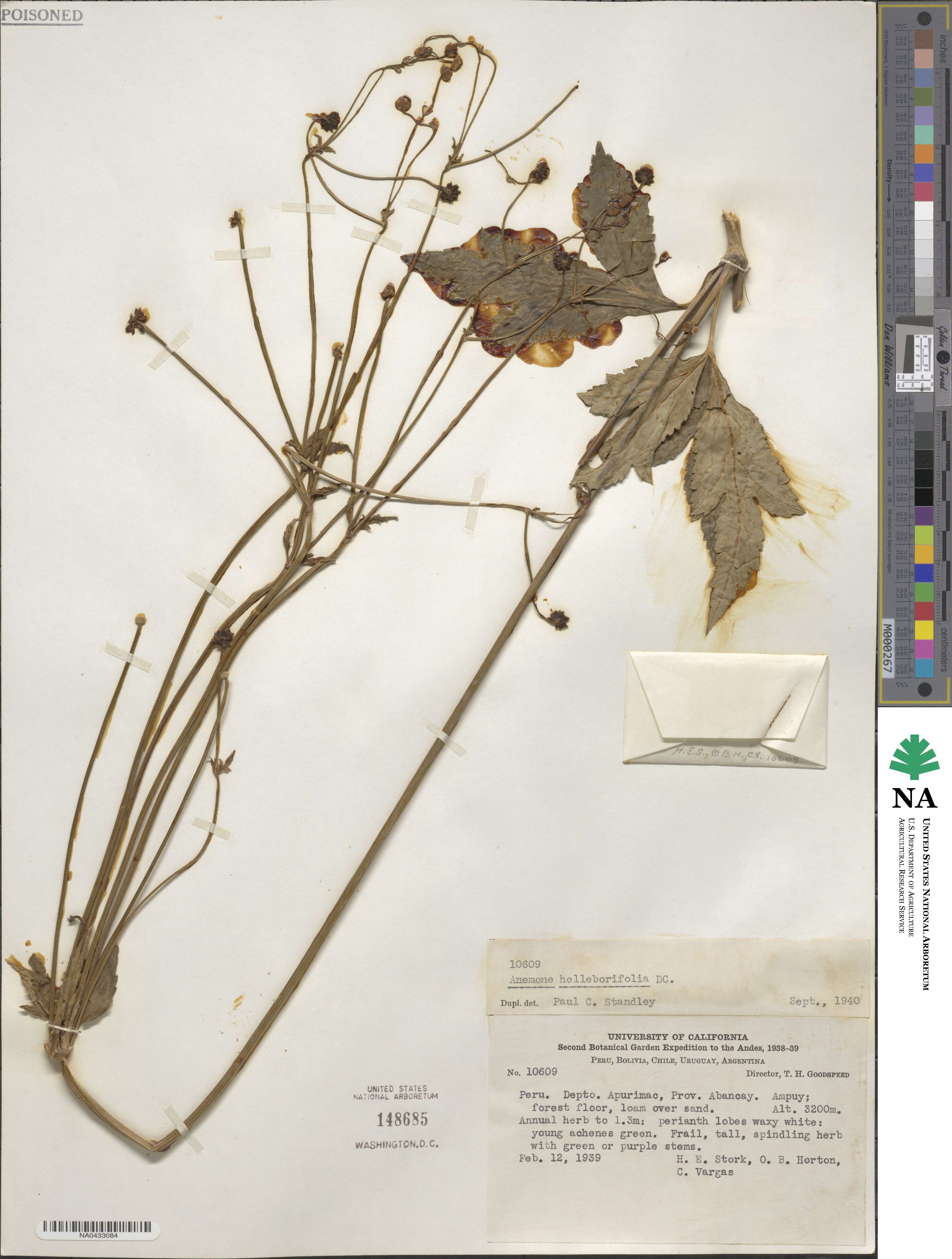 Knowltonia image