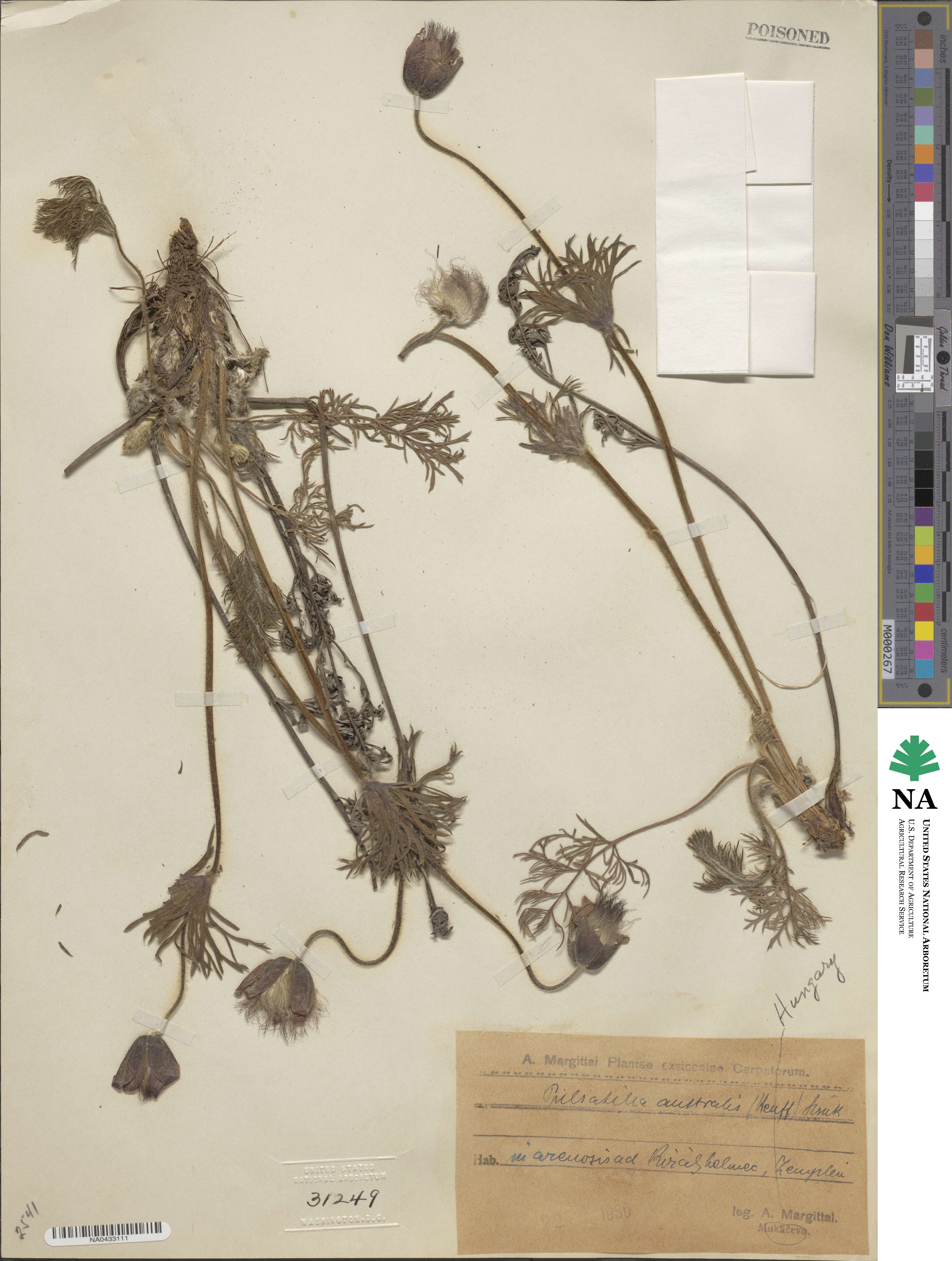 Pulsatilla montana subsp. australis image
