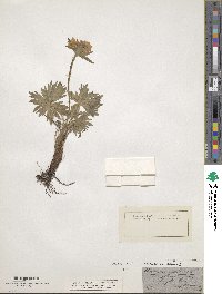 Image of Anemone baldensis
