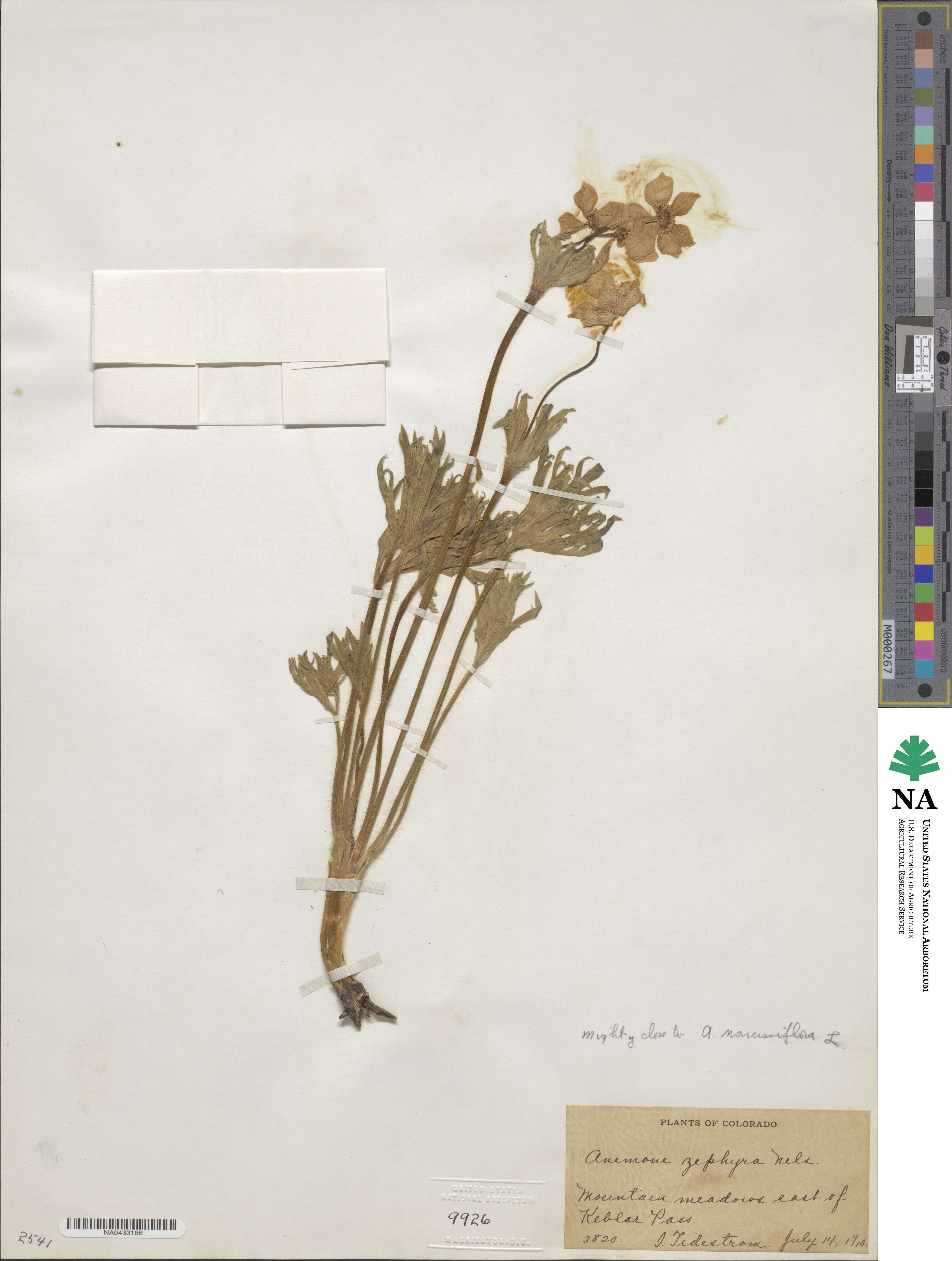 Anemonastrum narcissiflorum subsp. zephyrum image