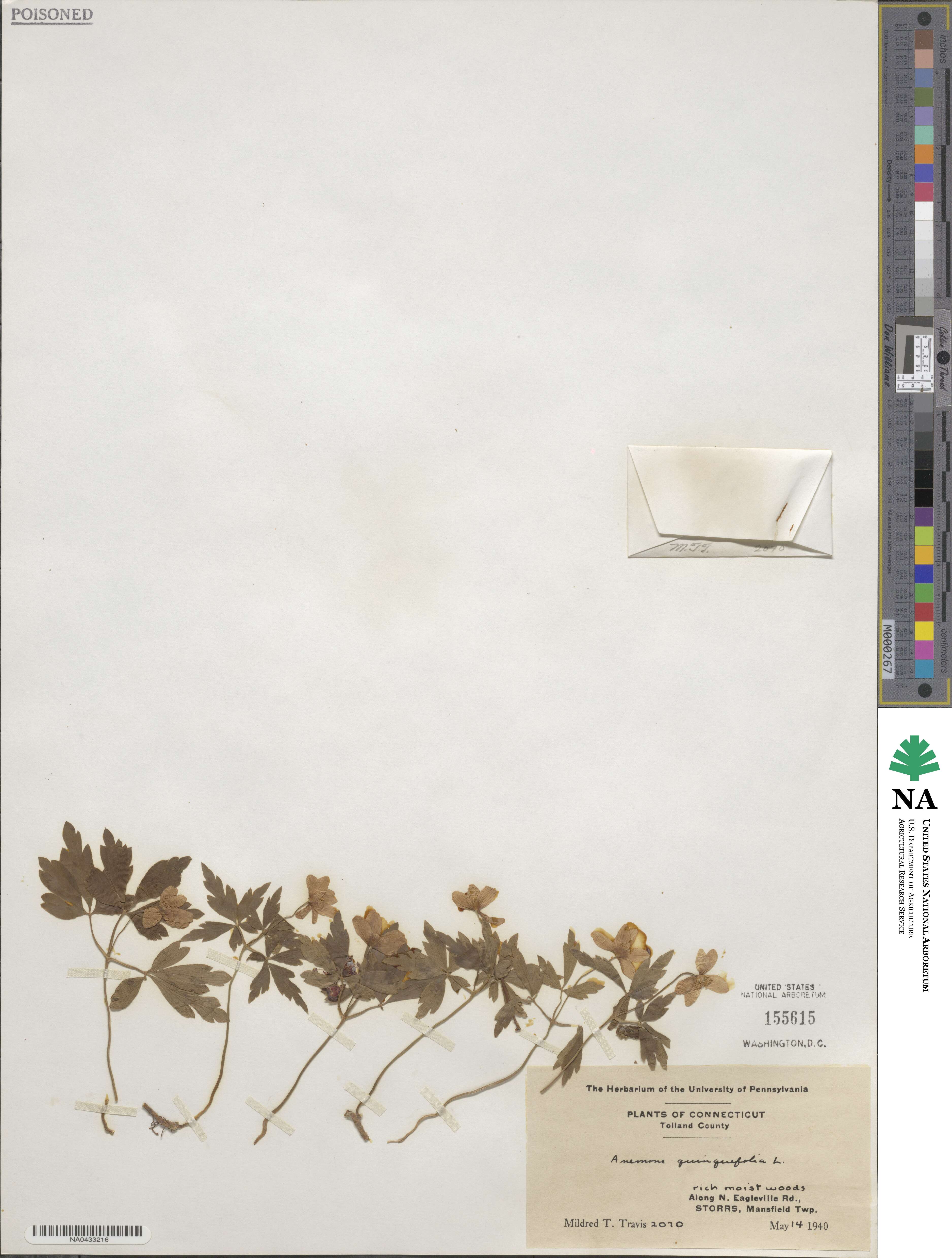 Anemone quinquefolia image