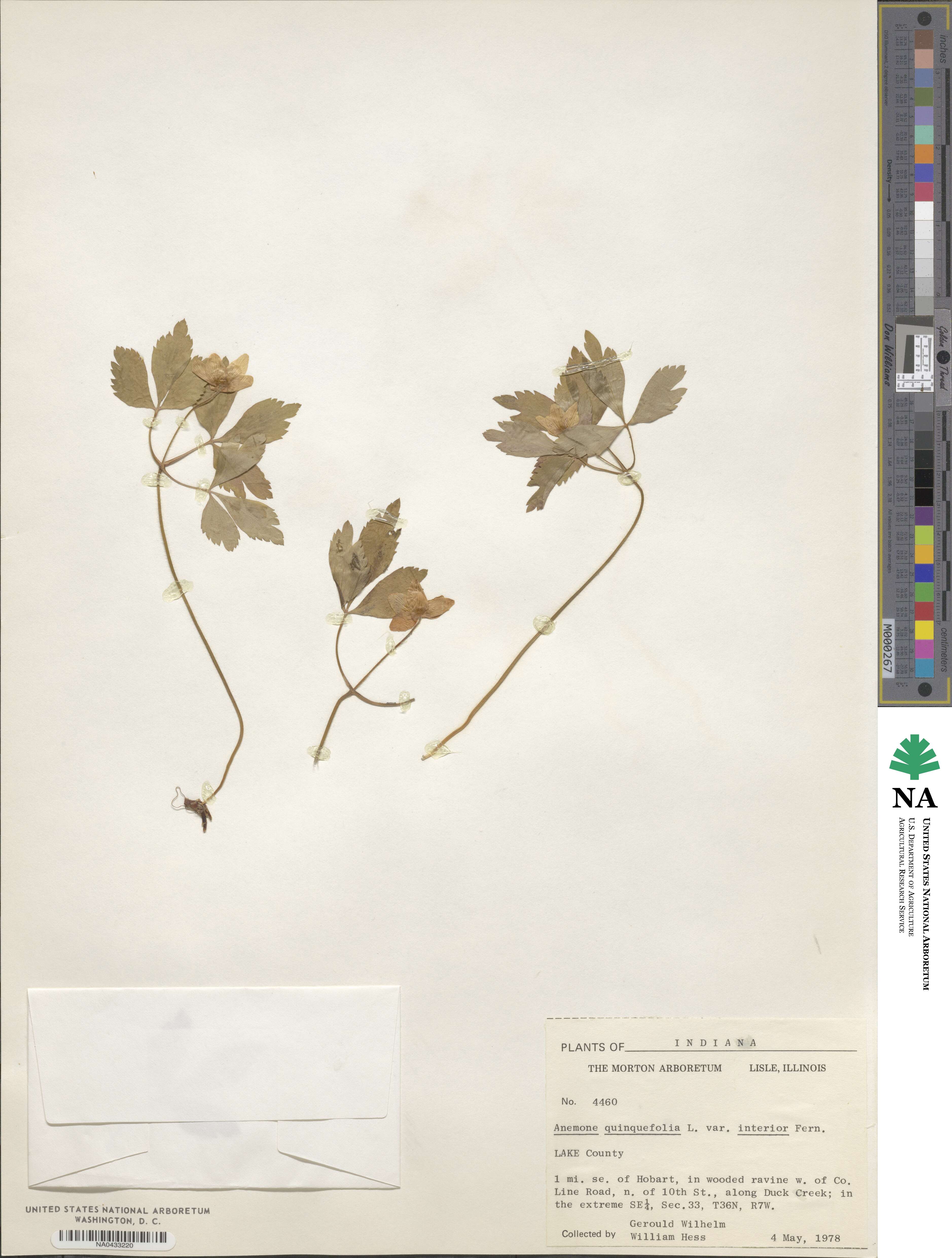 Anemone quinquefolia var. bifolia image