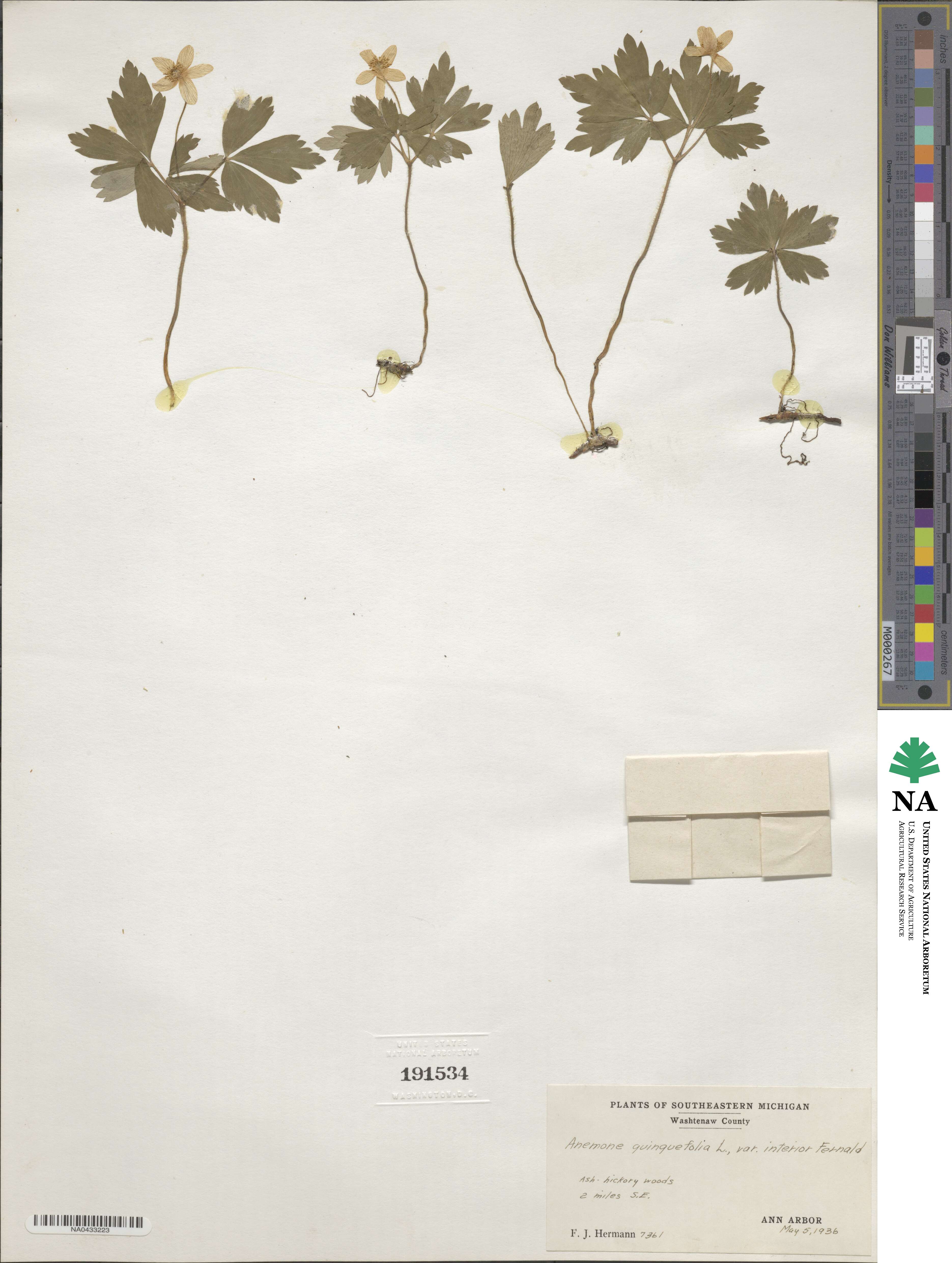 Anemone quinquefolia image