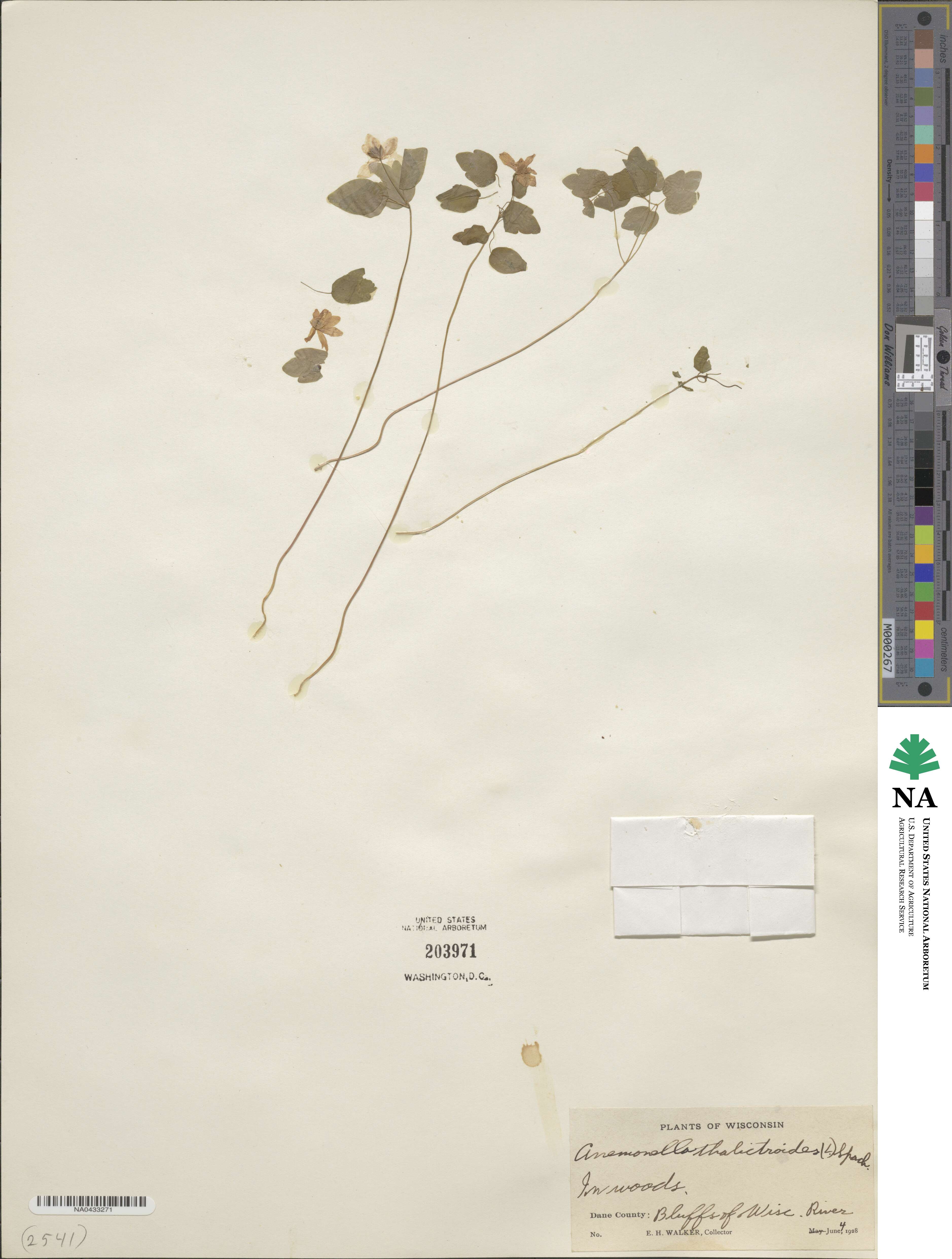 Thalictrum thalictroides image