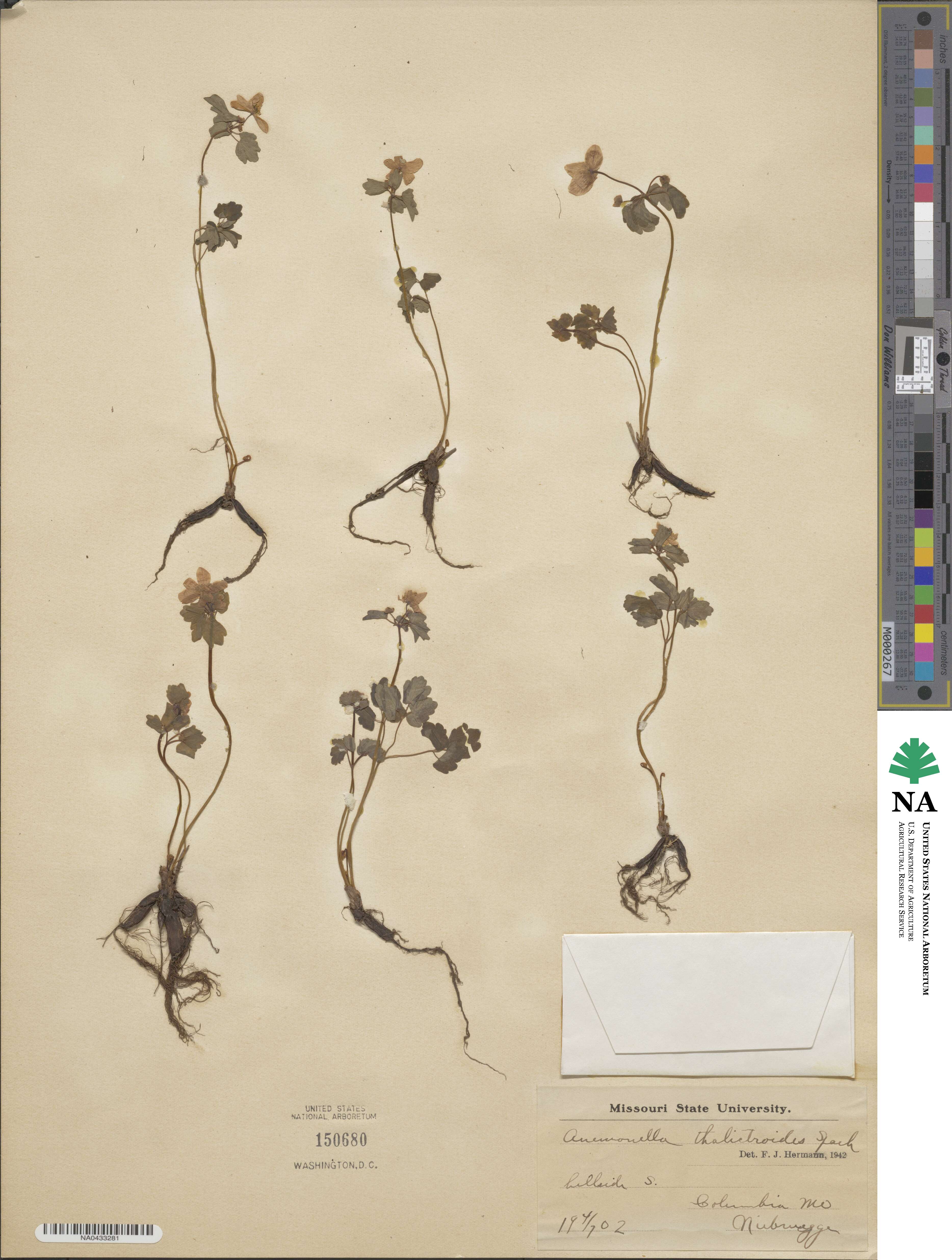 Thalictrum thalictroides image