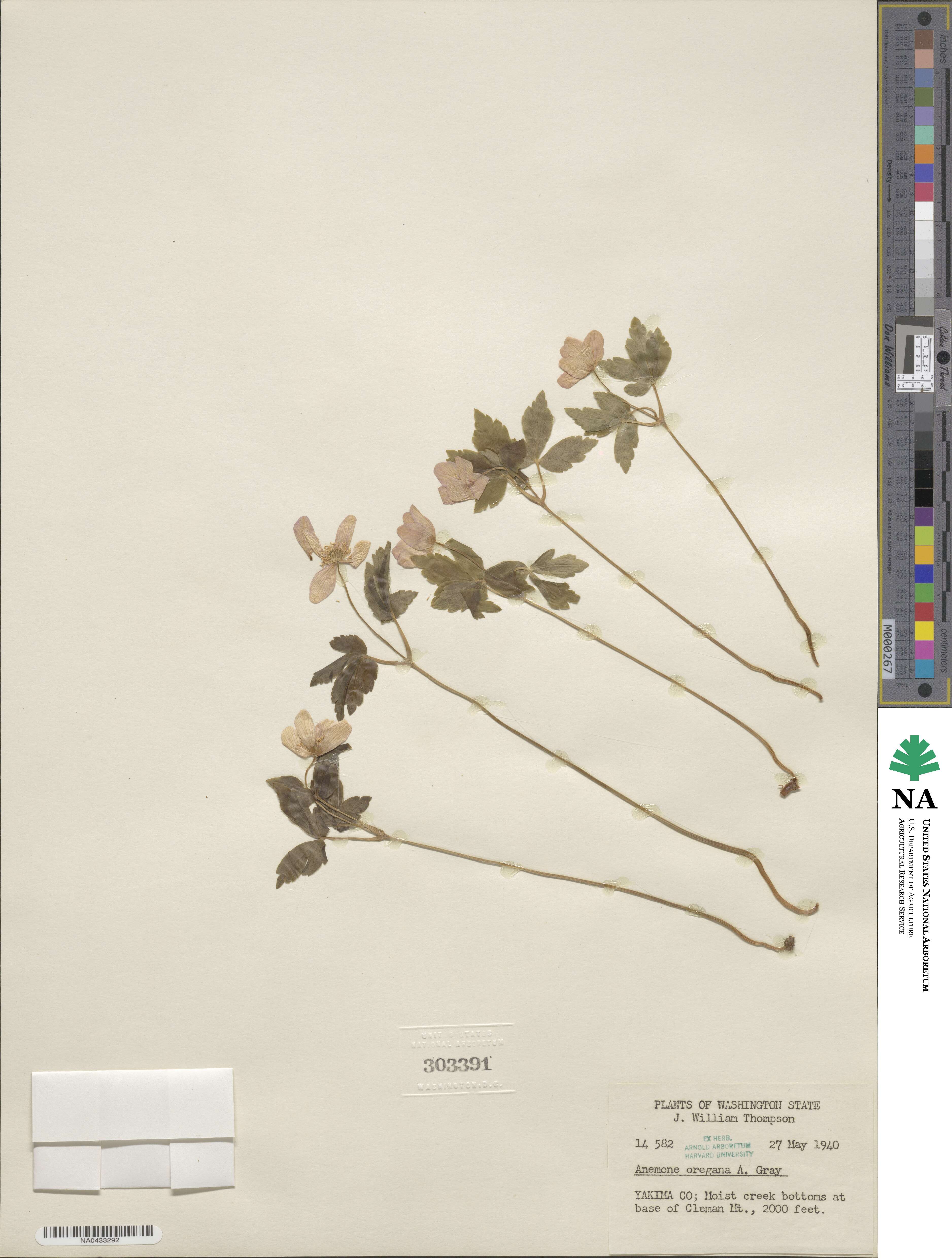 Anemone oregana image