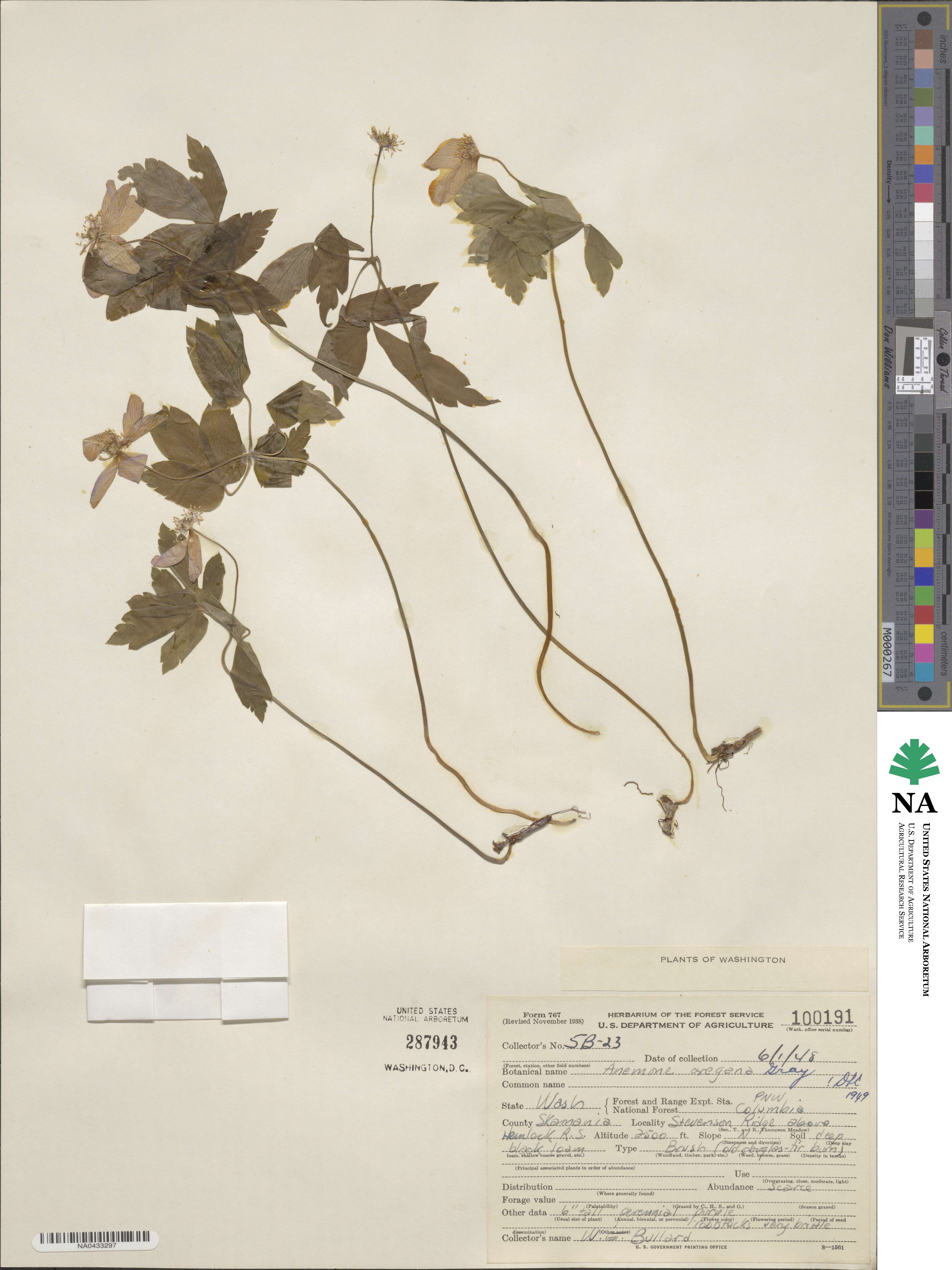 Anemone oregana image
