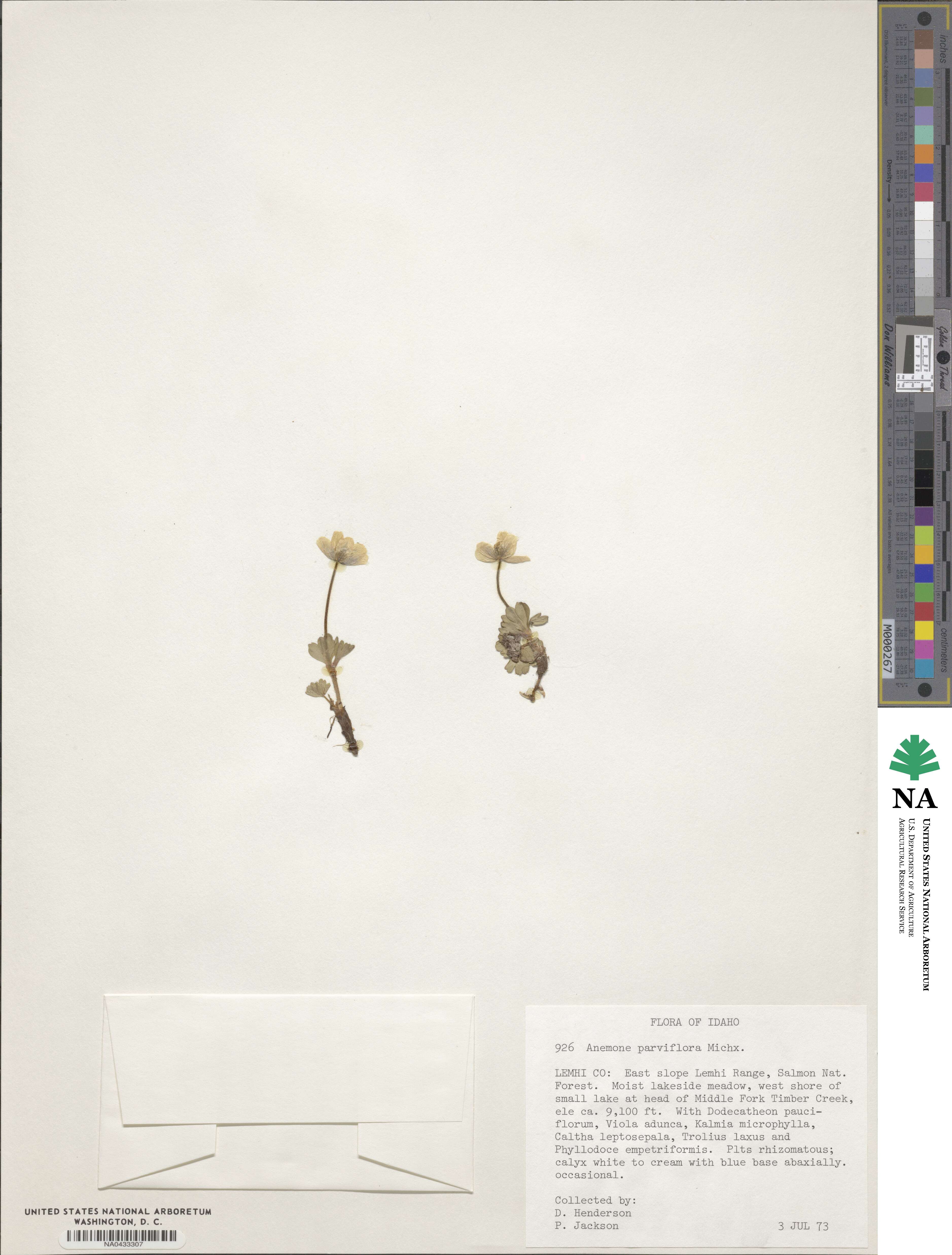 Anemone parviflora image