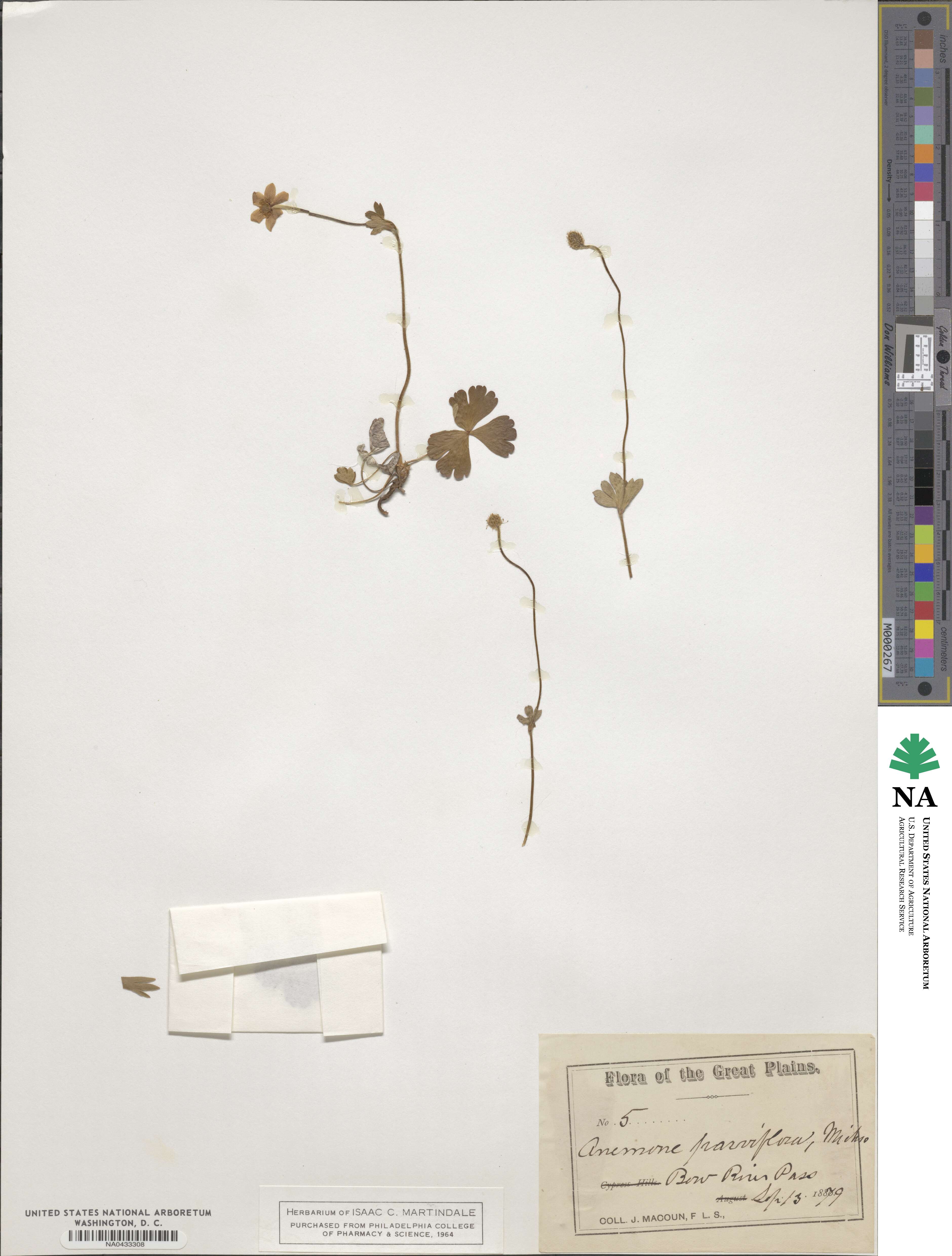 Anemone parviflora image
