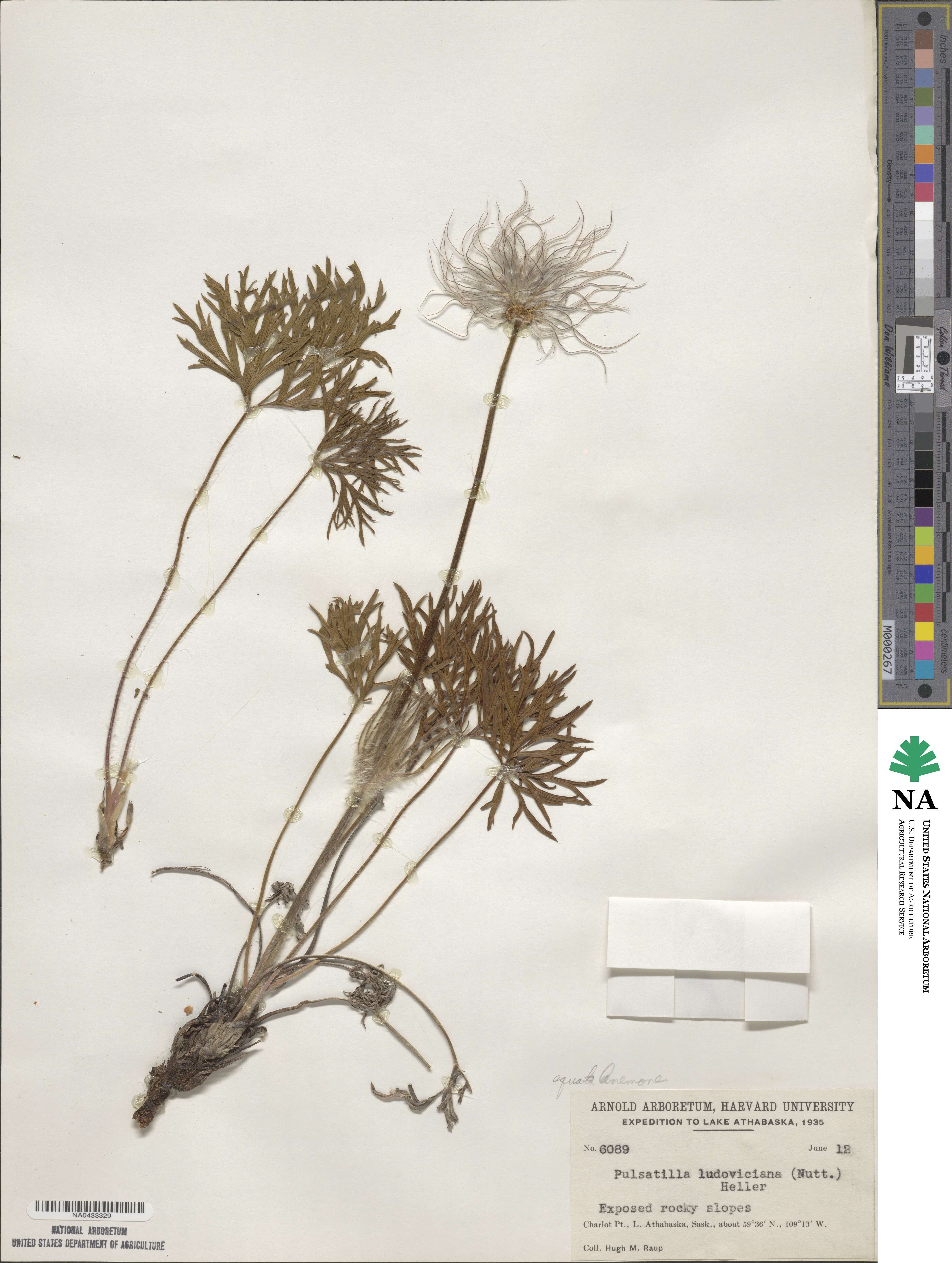 Anemone patens image