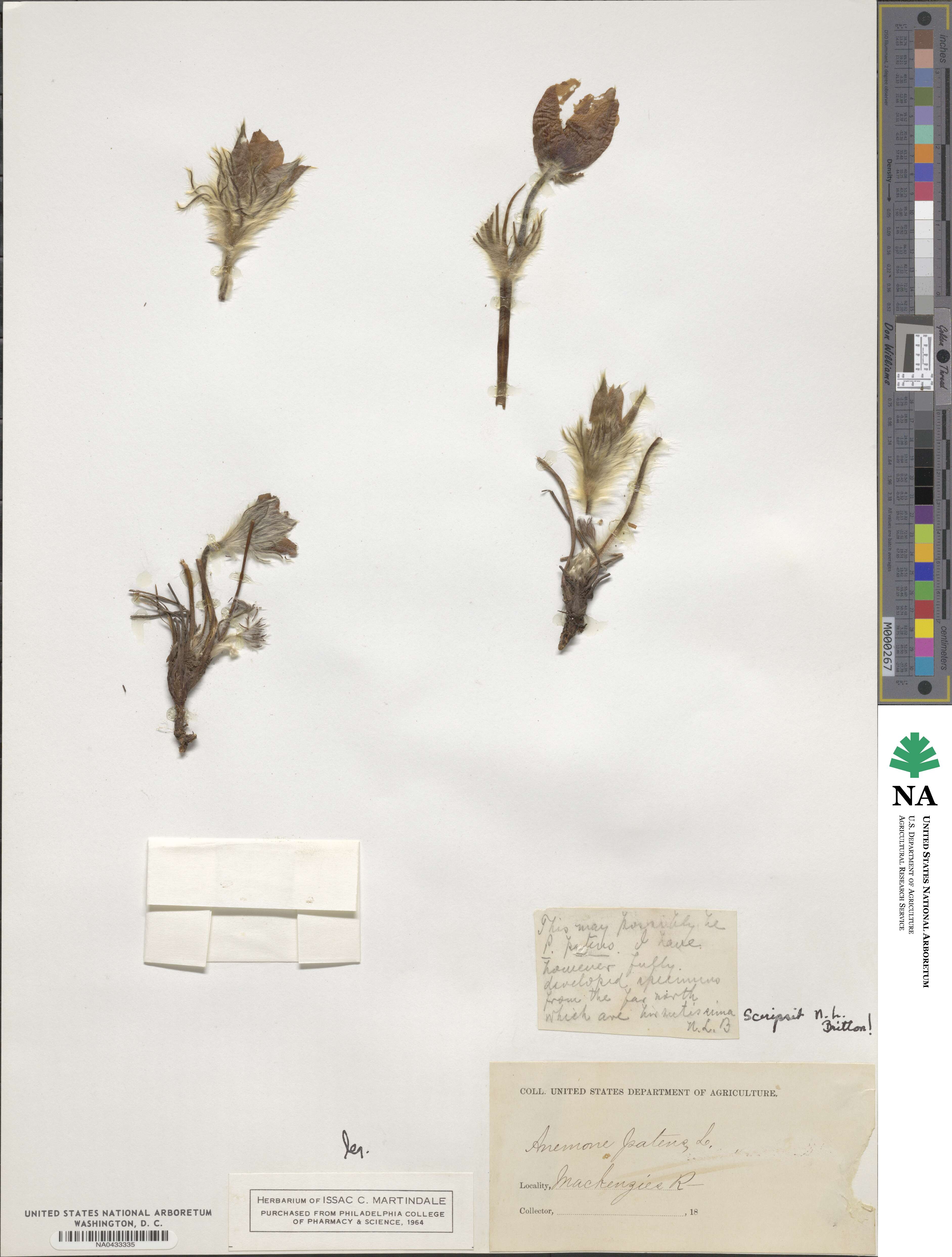 Anemone patens image