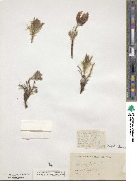 Anemone patens image
