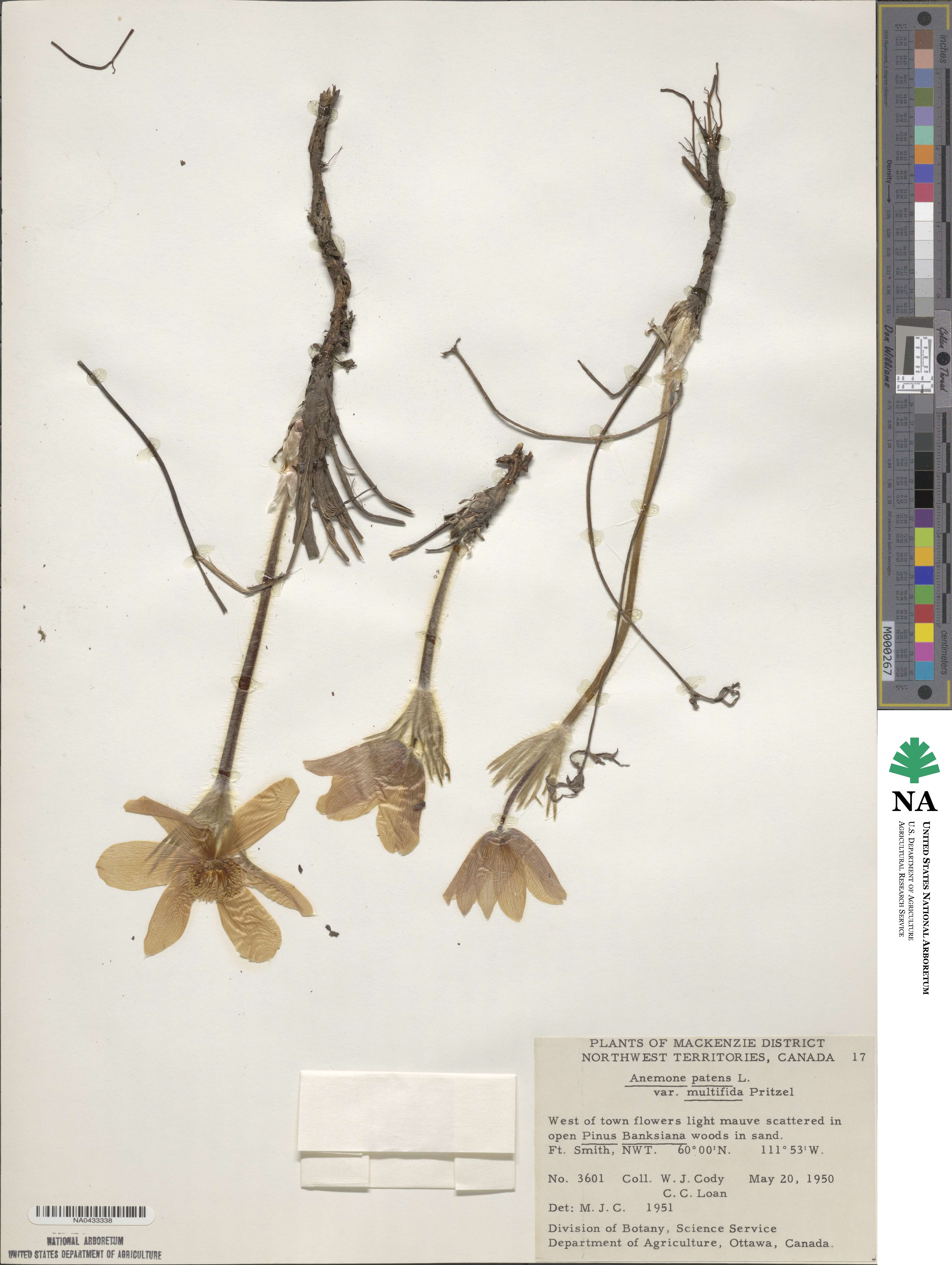 Anemone patens var. multifida image