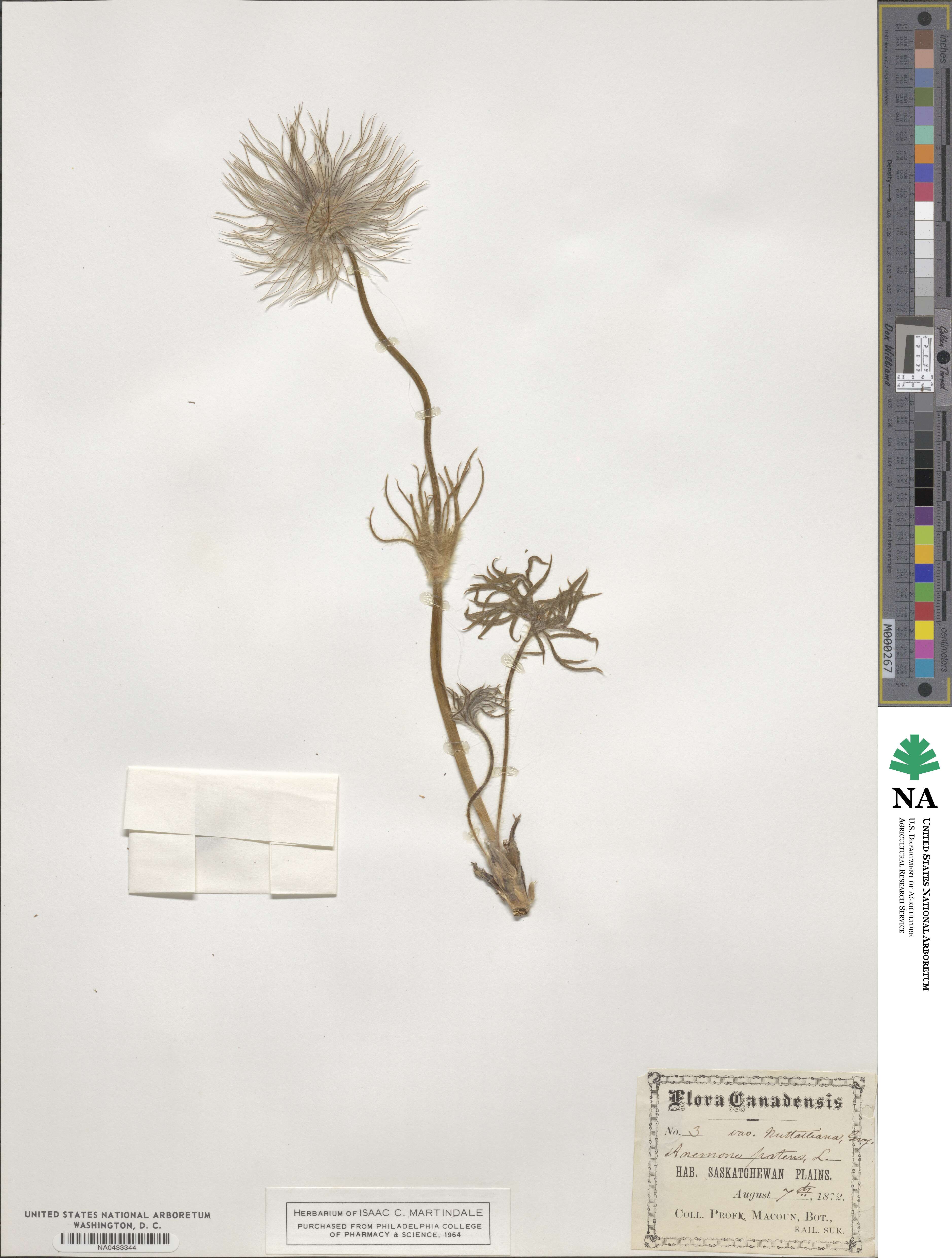 Pulsatilla nuttalliana image