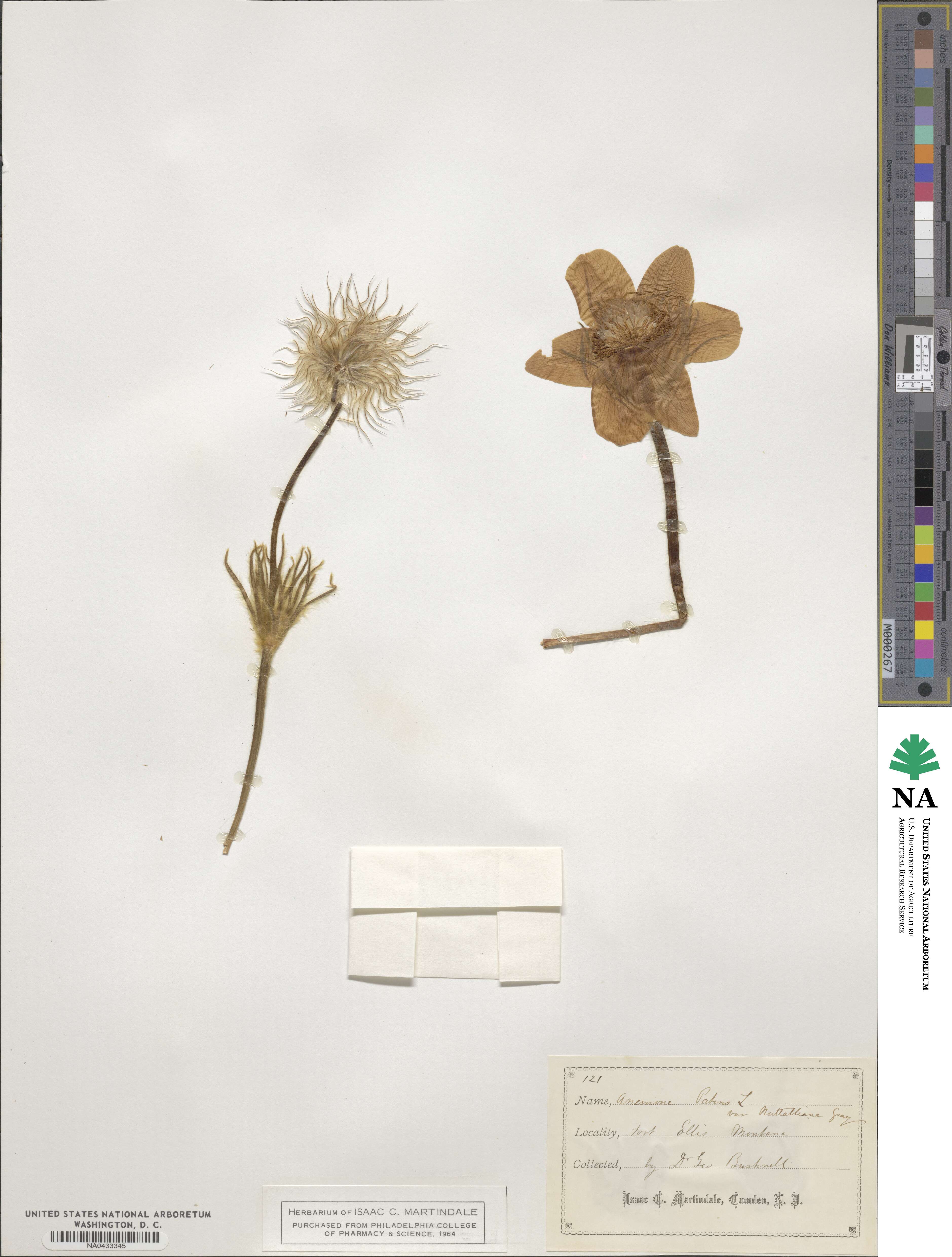 Pulsatilla nuttalliana image