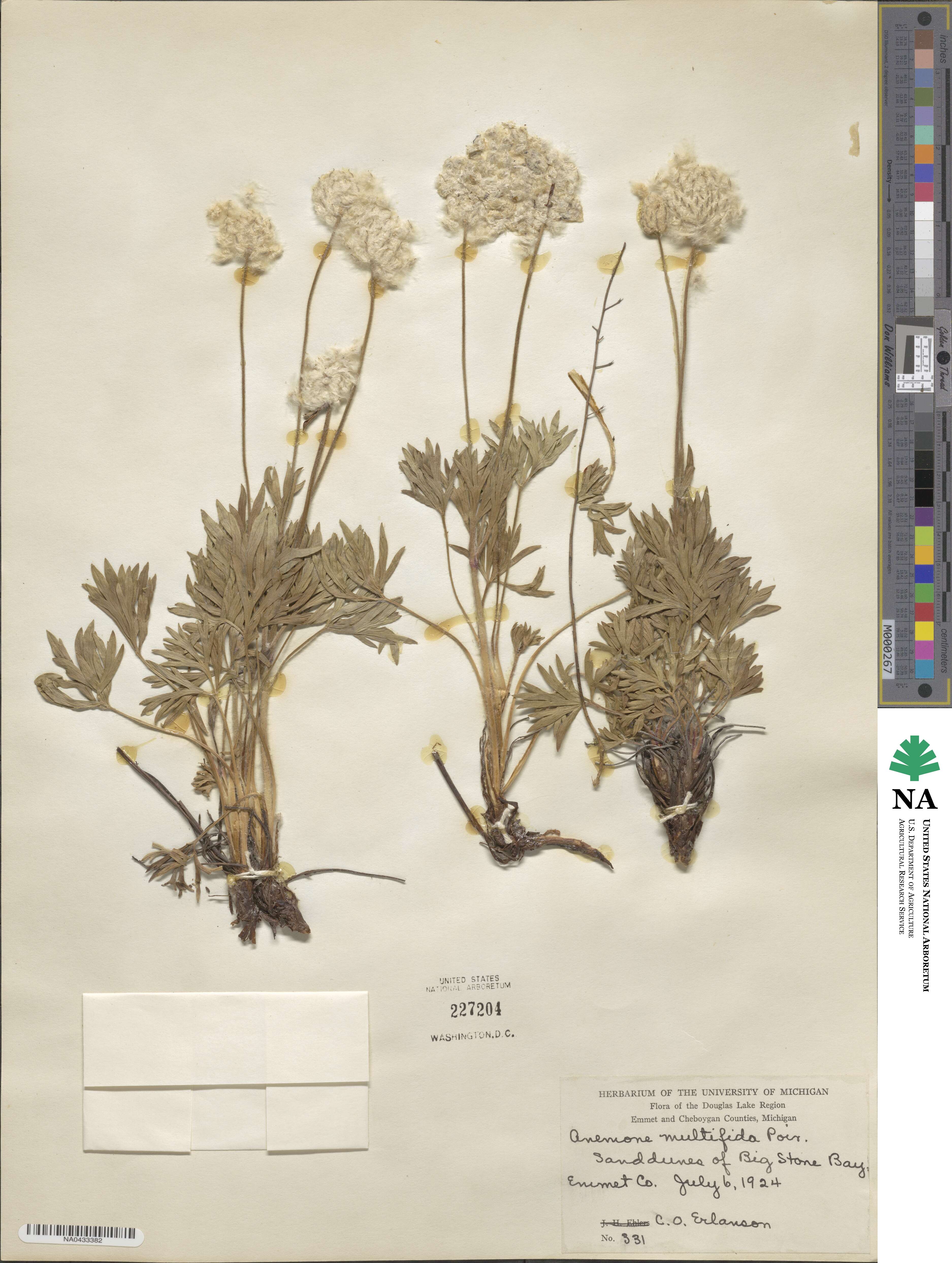 Anemone multifida subsp. multifida image
