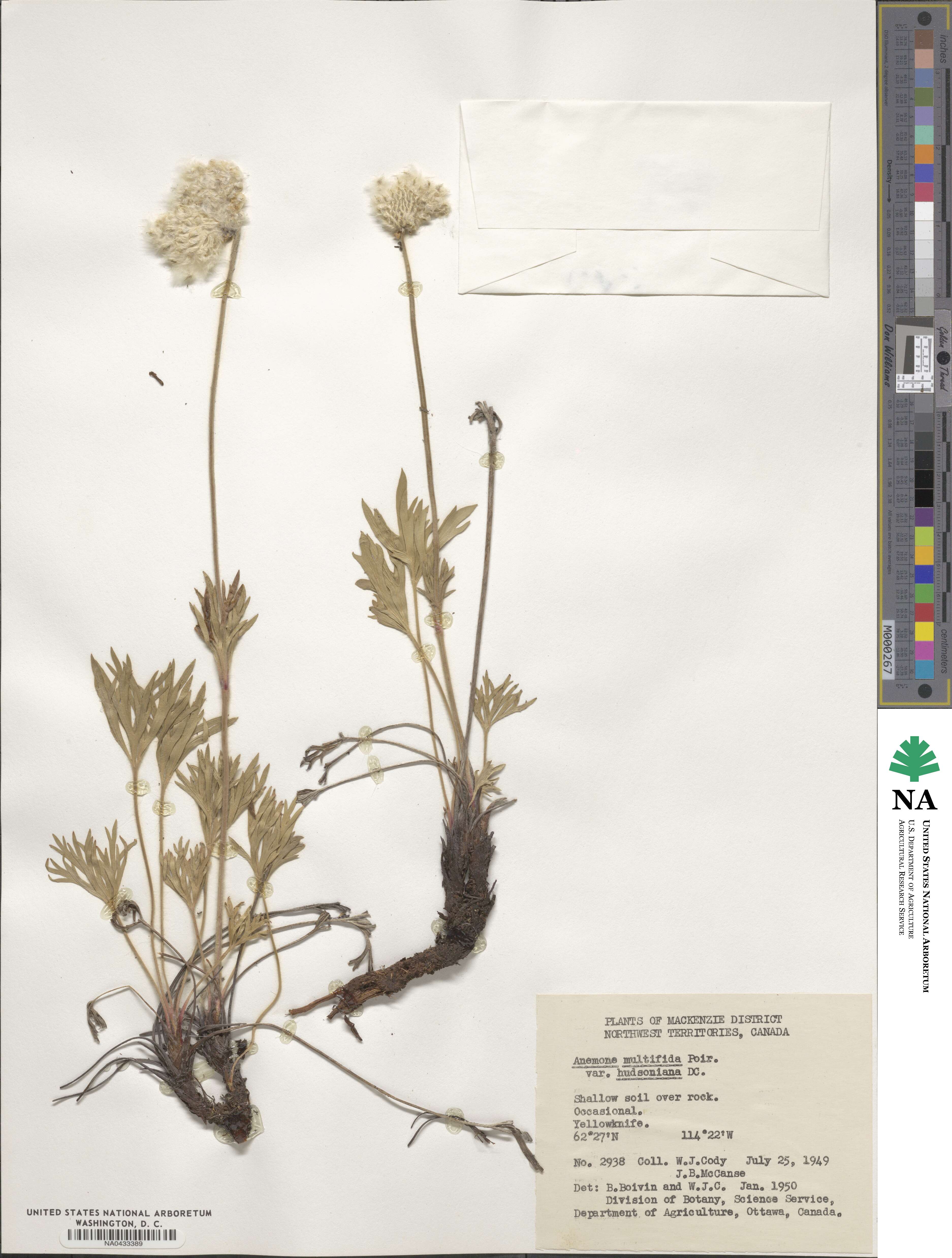 Anemone multifida subsp. multifida image