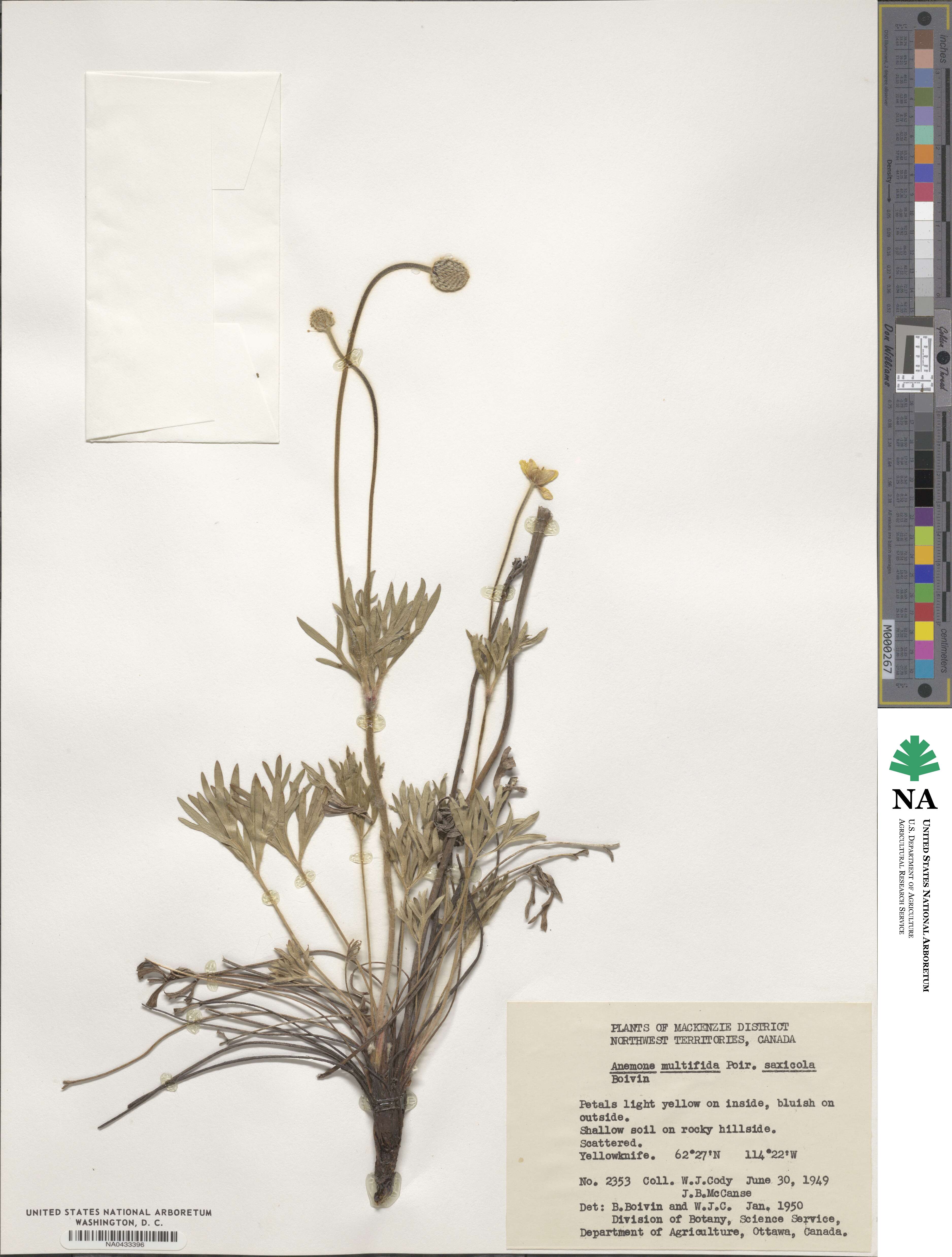 Anemone multifida var. saxicola image