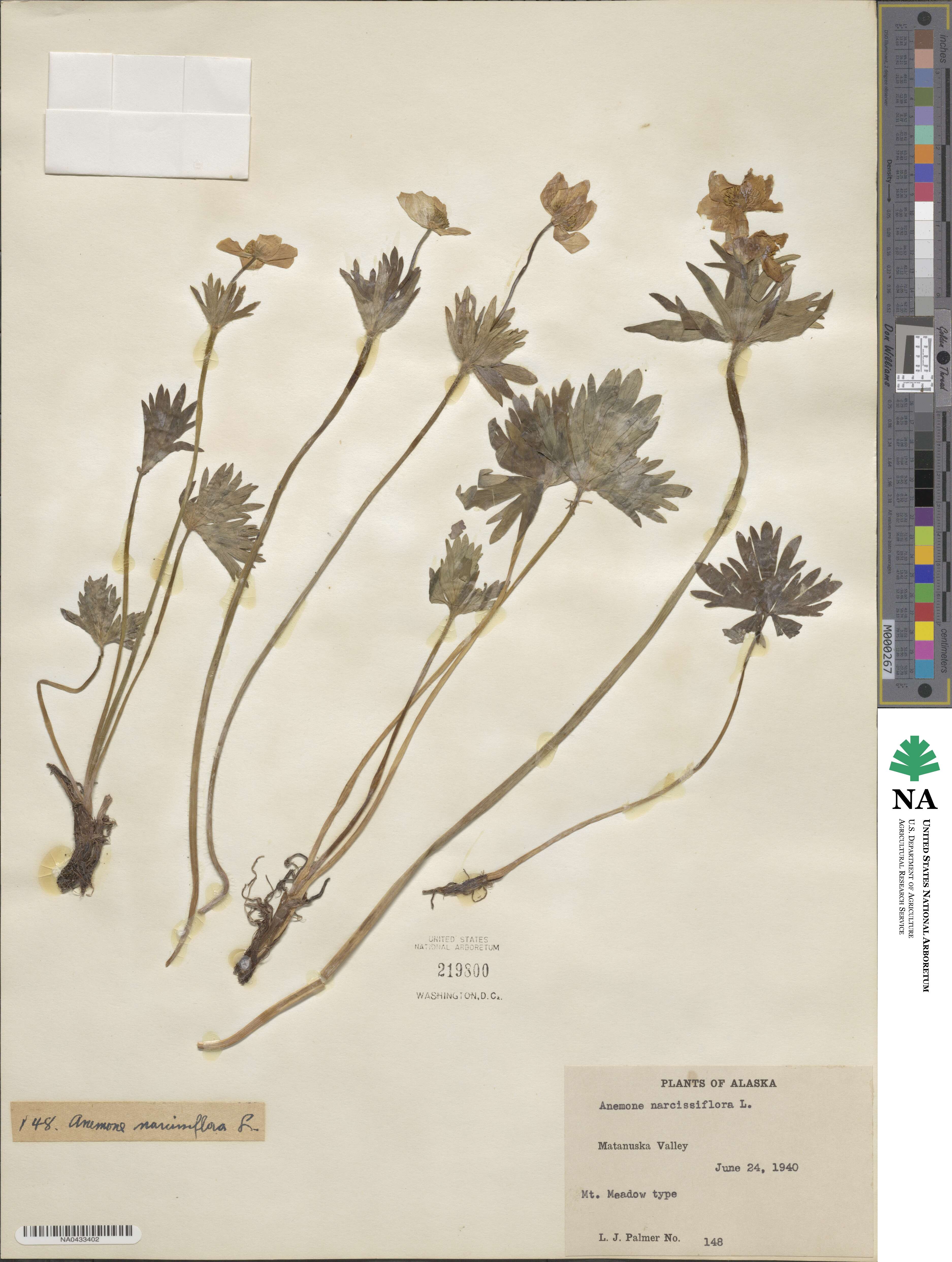Anemonastrum narcissiflorum subsp. narcissiflorum image