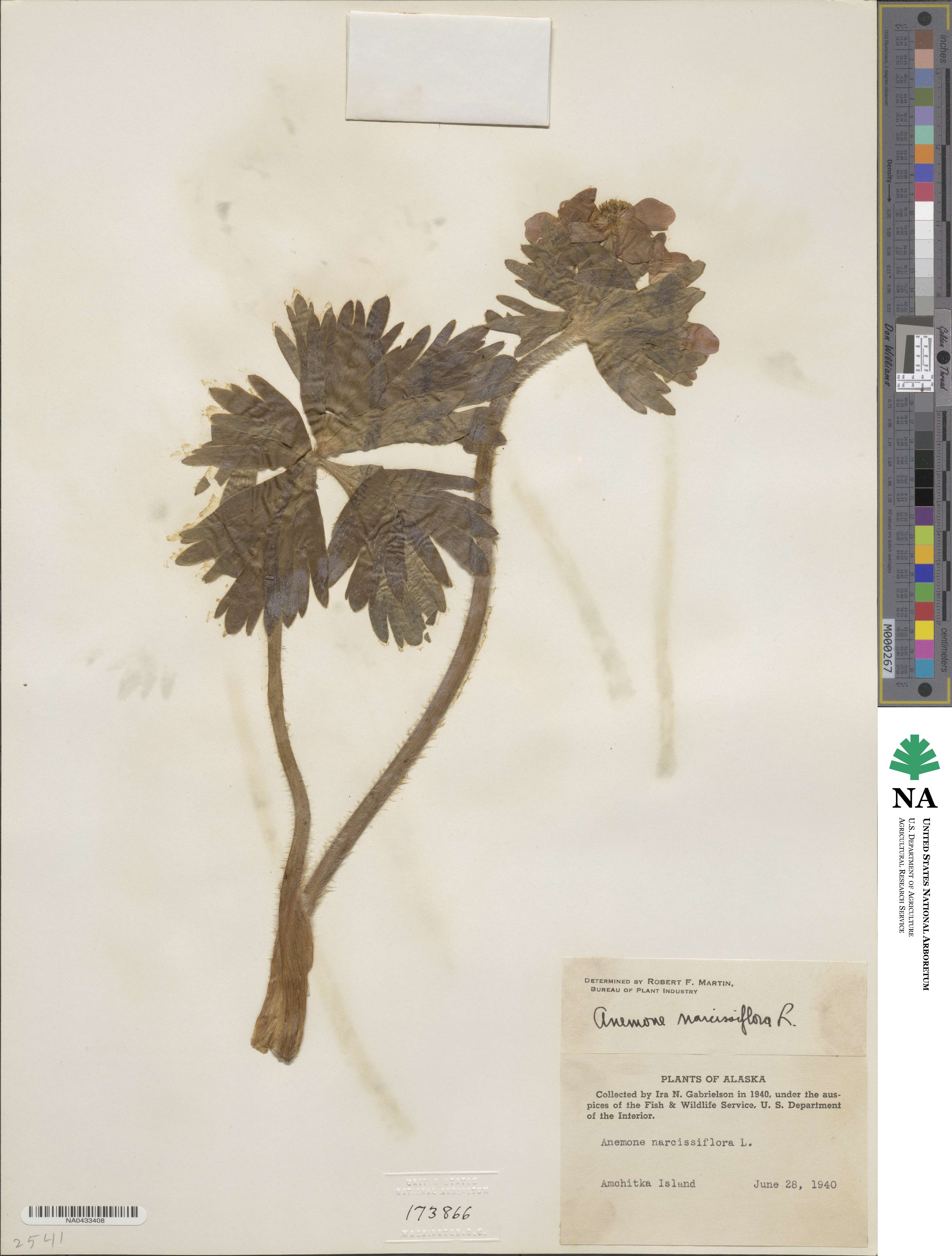 Anemonastrum narcissiflorum image