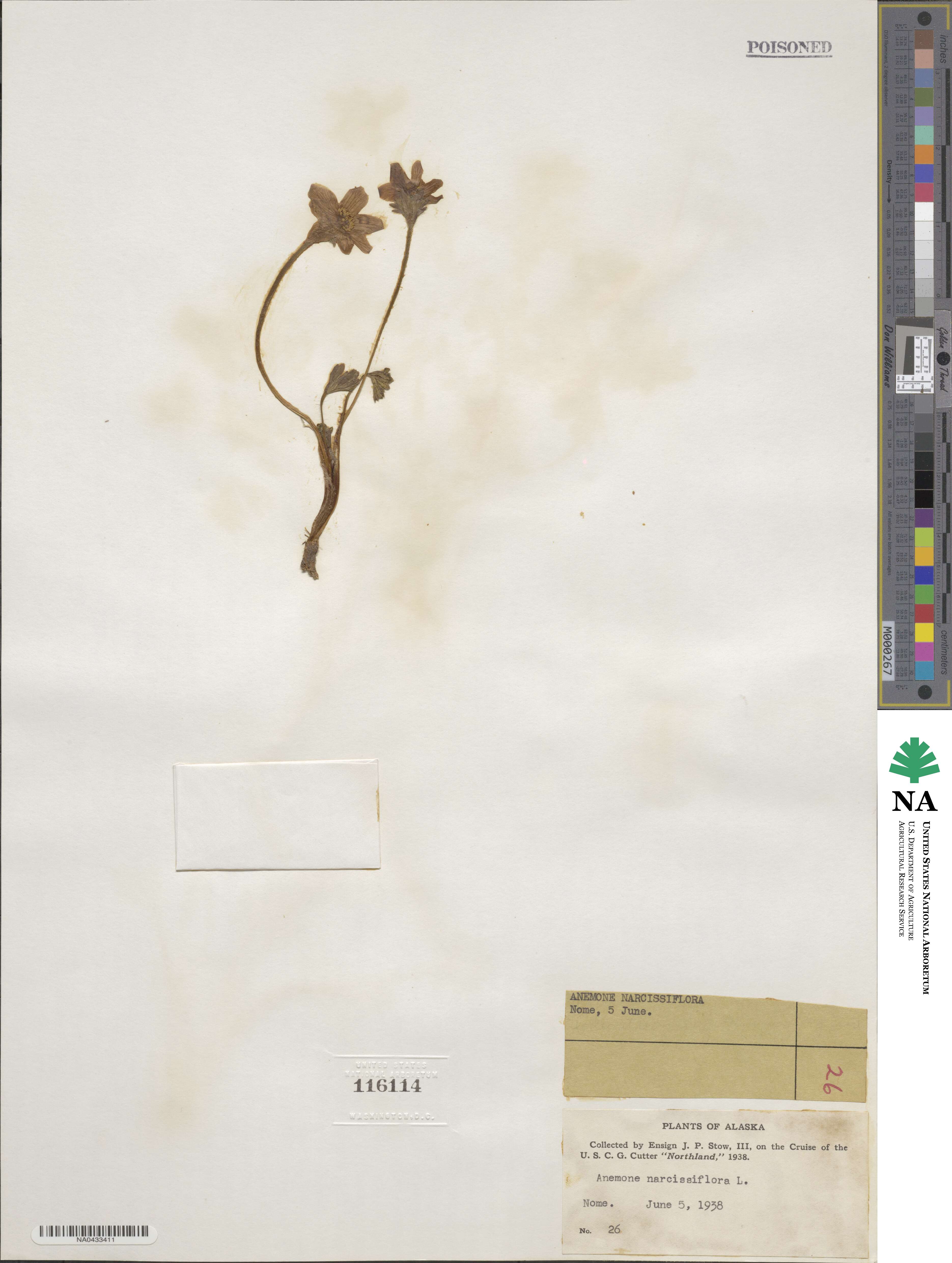 Anemonastrum narcissiflorum subsp. narcissiflorum image