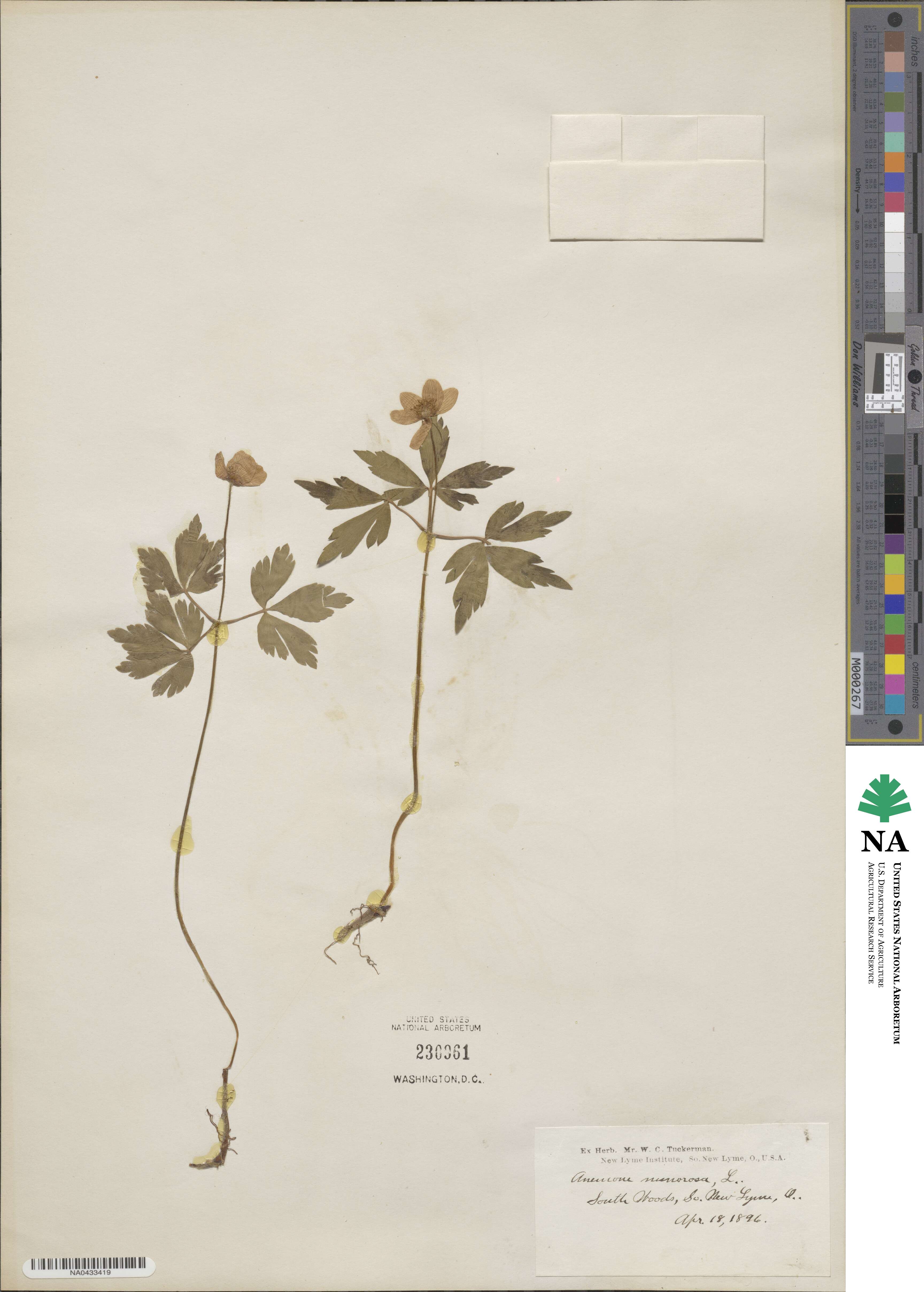 Anemone nemorosa image