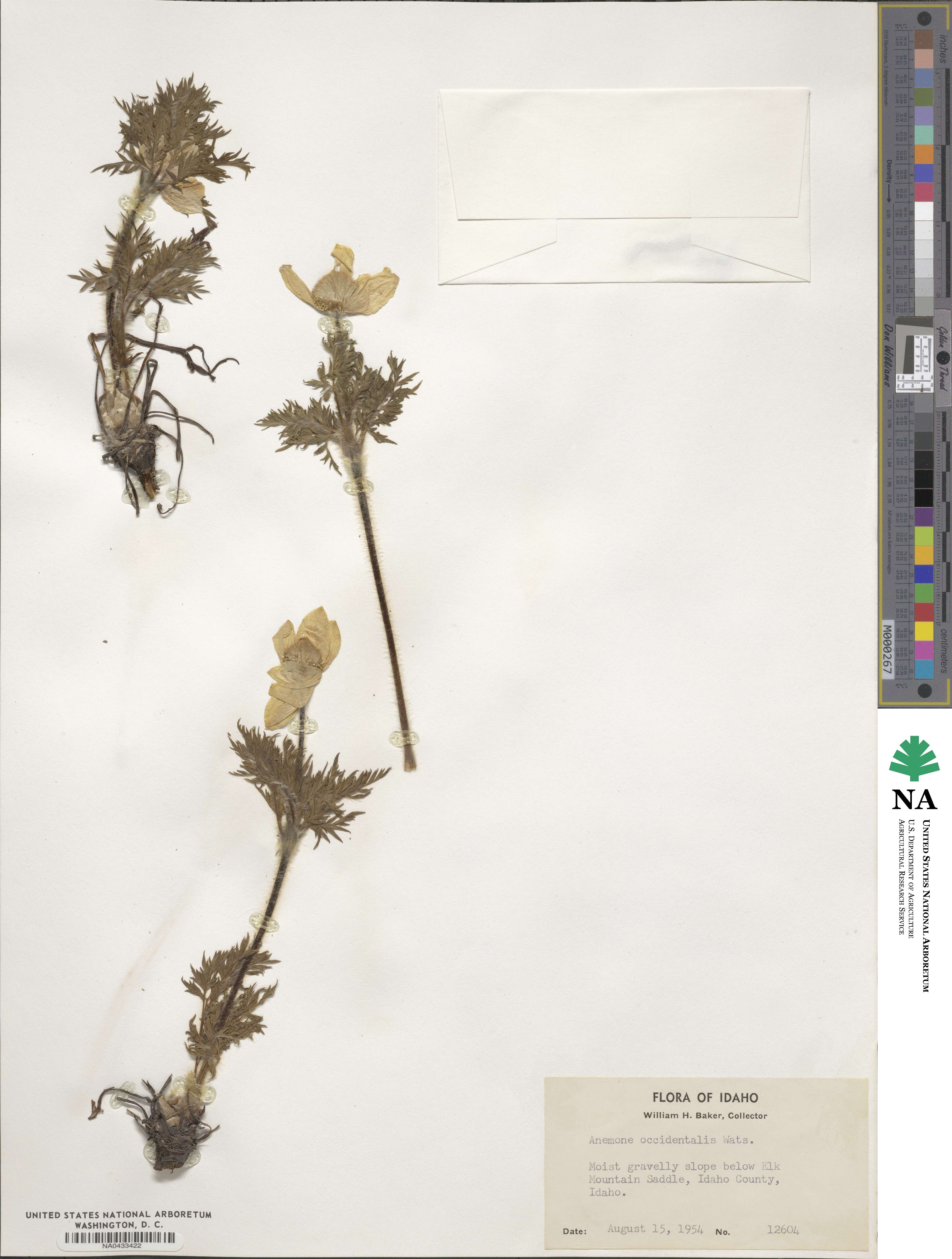 Pulsatilla occidentalis image