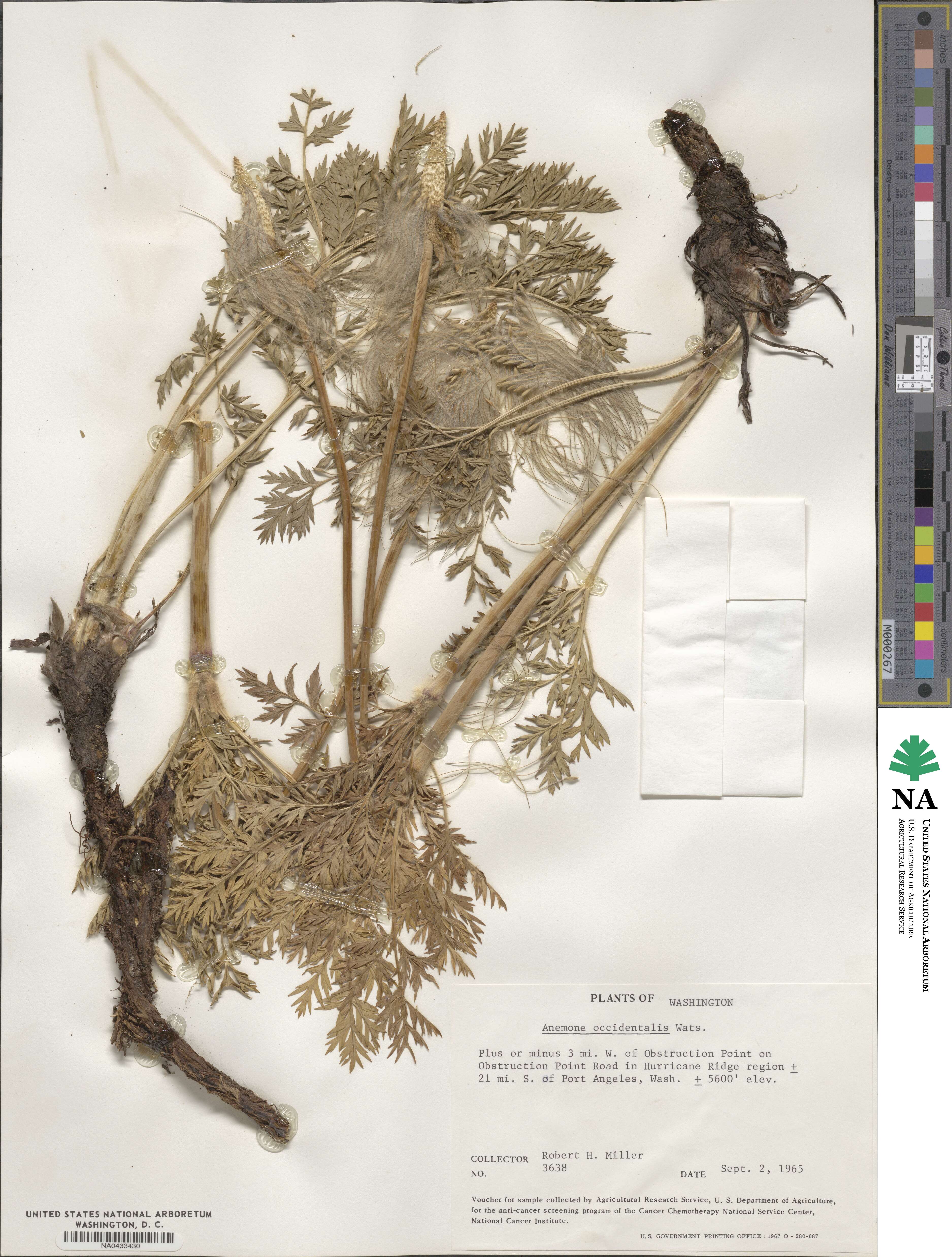 Pulsatilla occidentalis image
