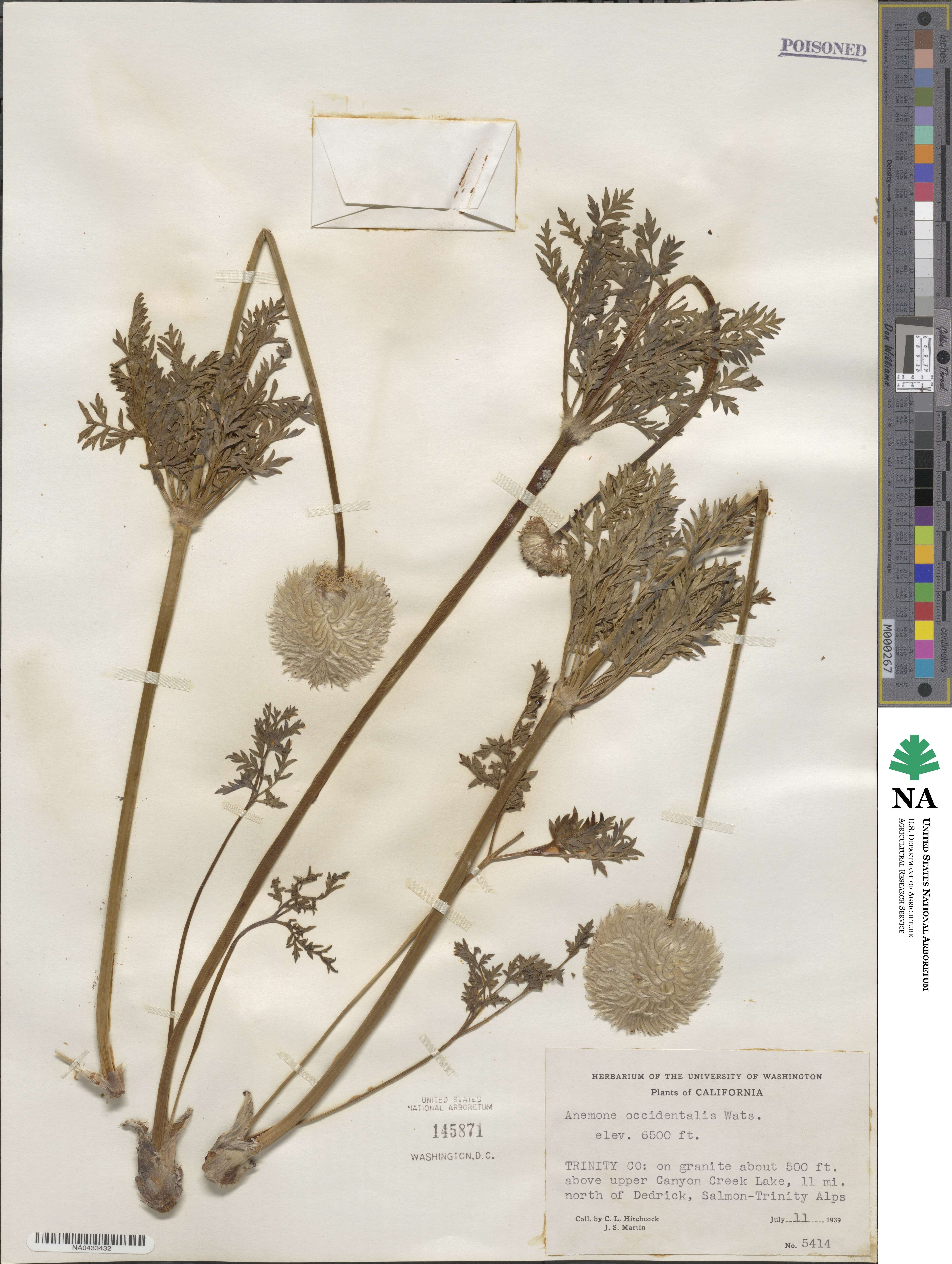 Pulsatilla image