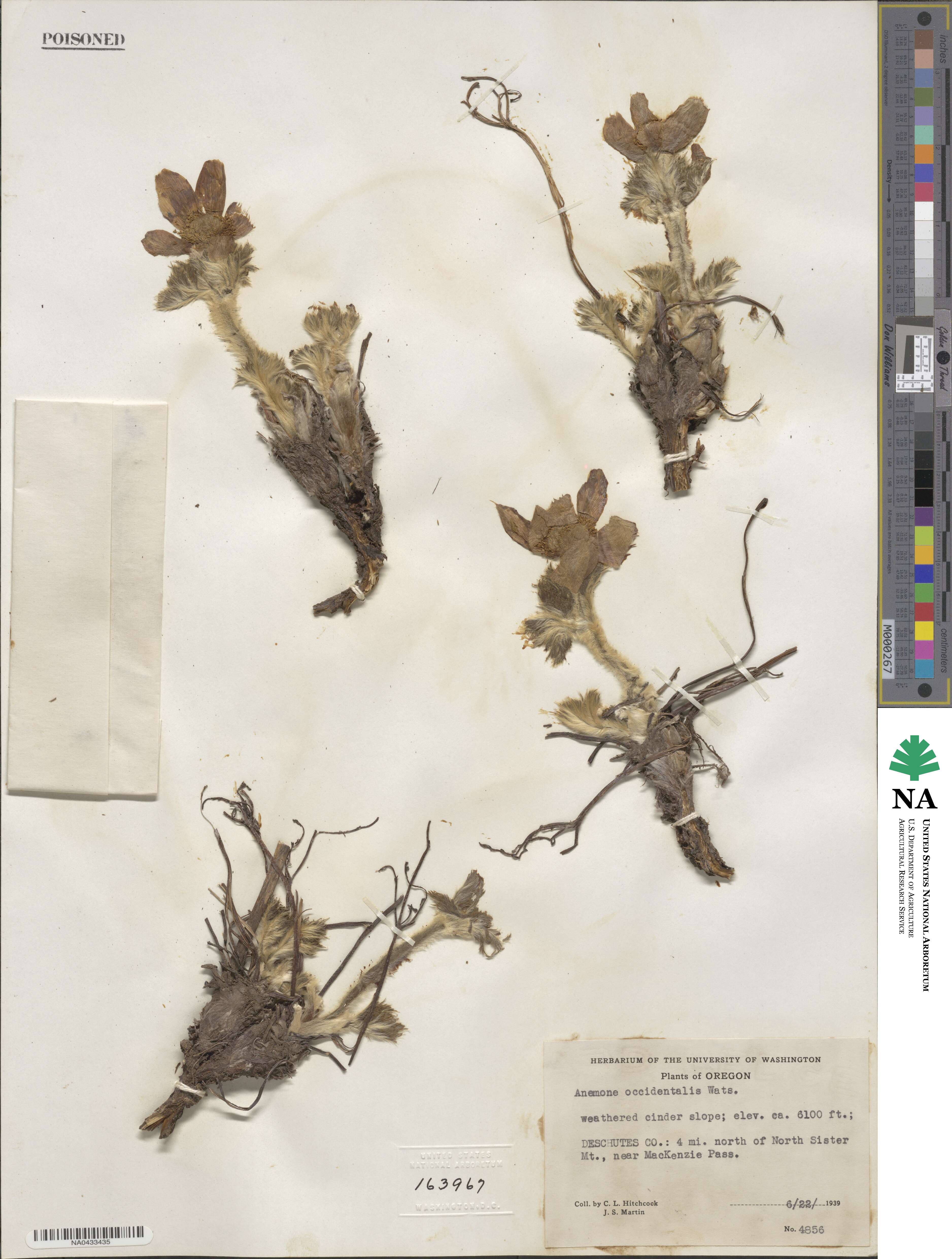 Pulsatilla occidentalis image