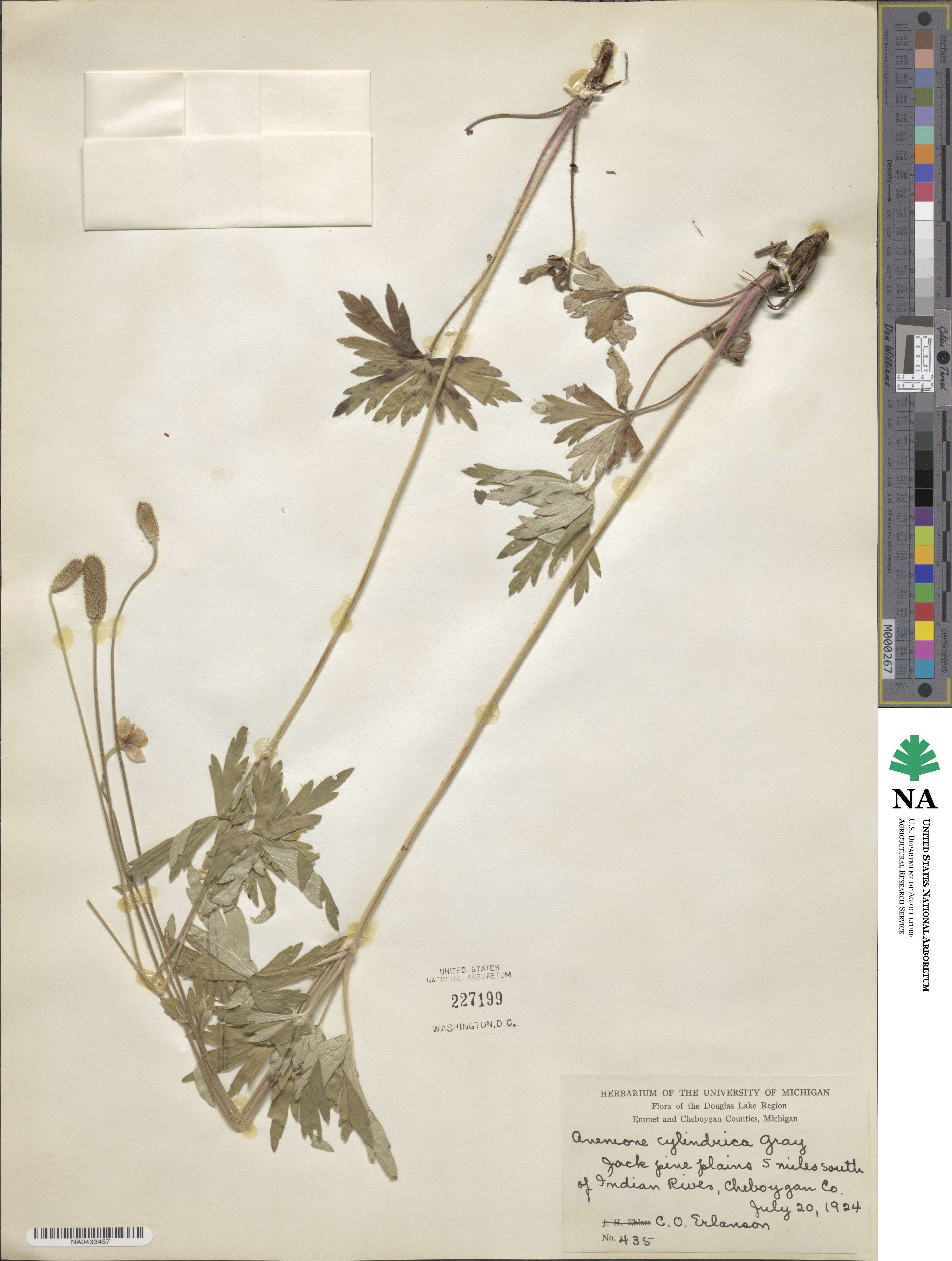 Anemone cylindrica image