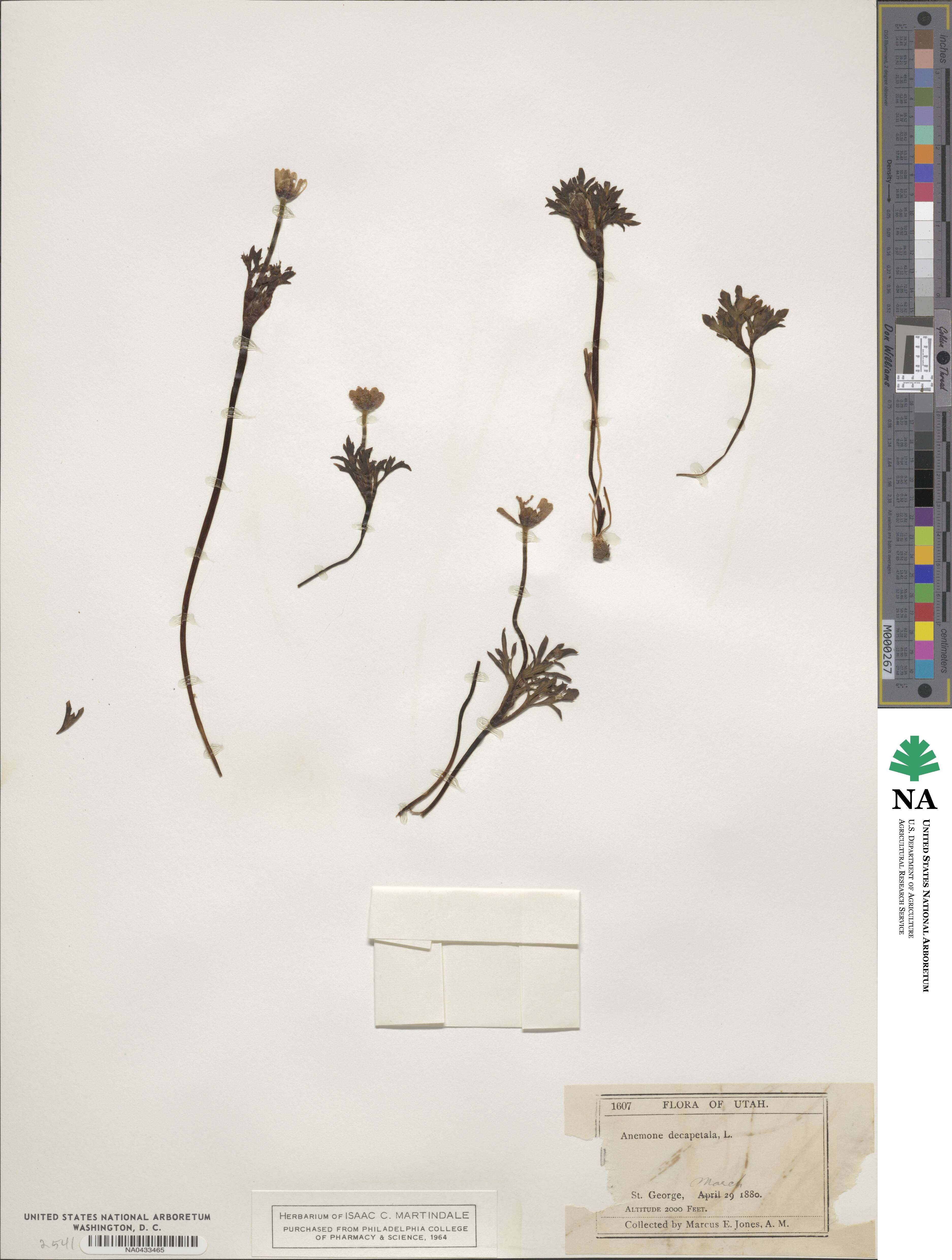 Anemone decapetala image