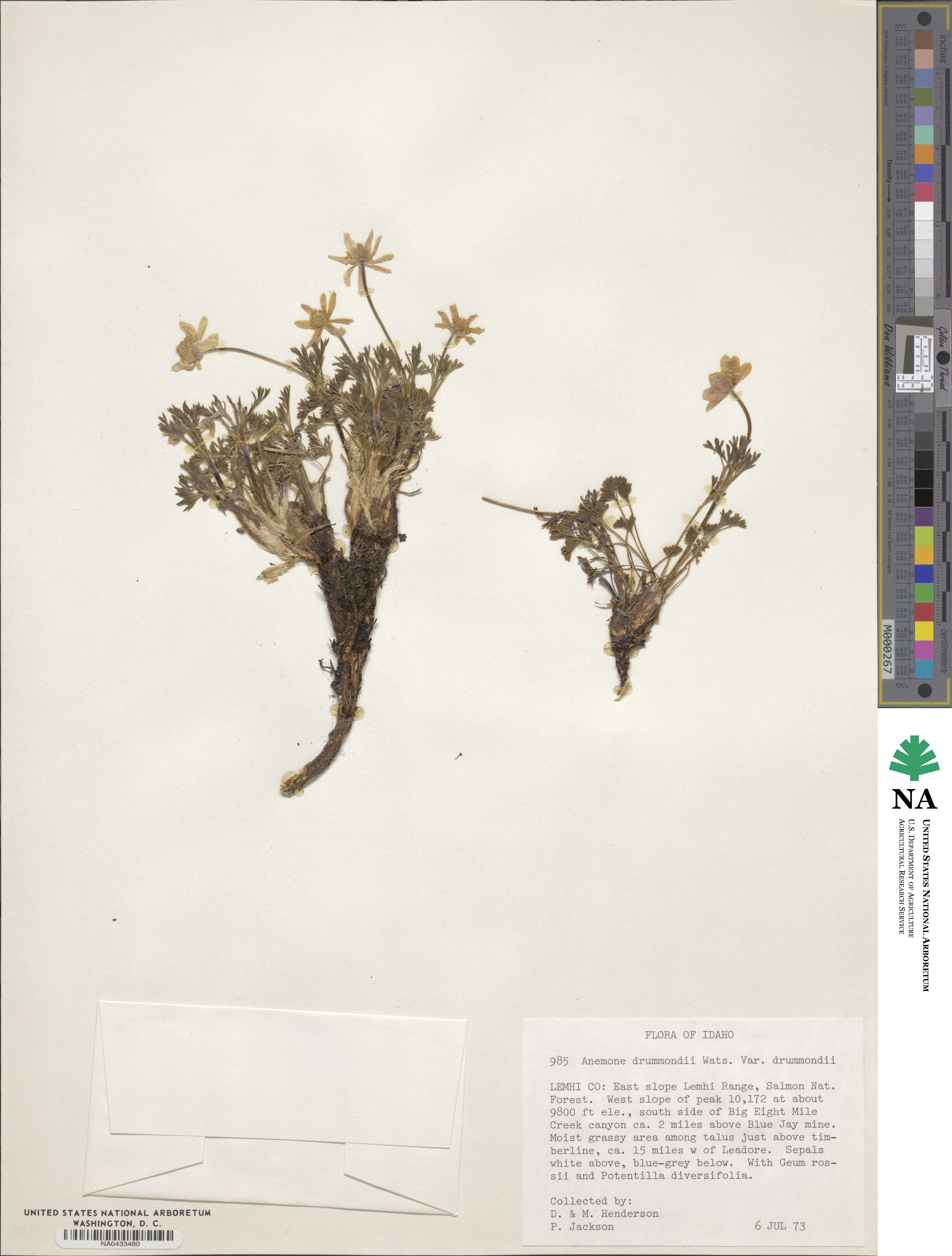 Anemone drummondii image