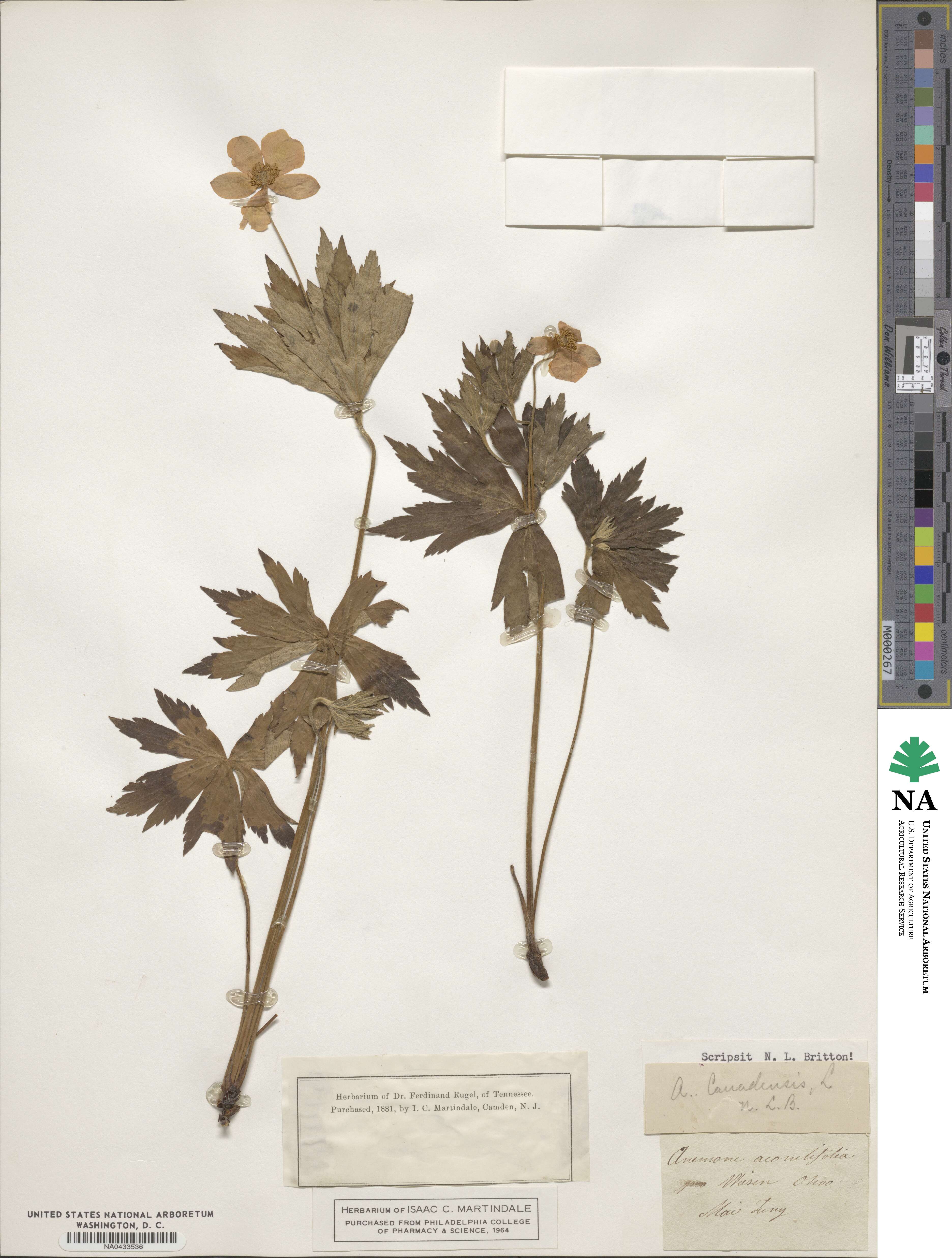 Anemonastrum canadense image
