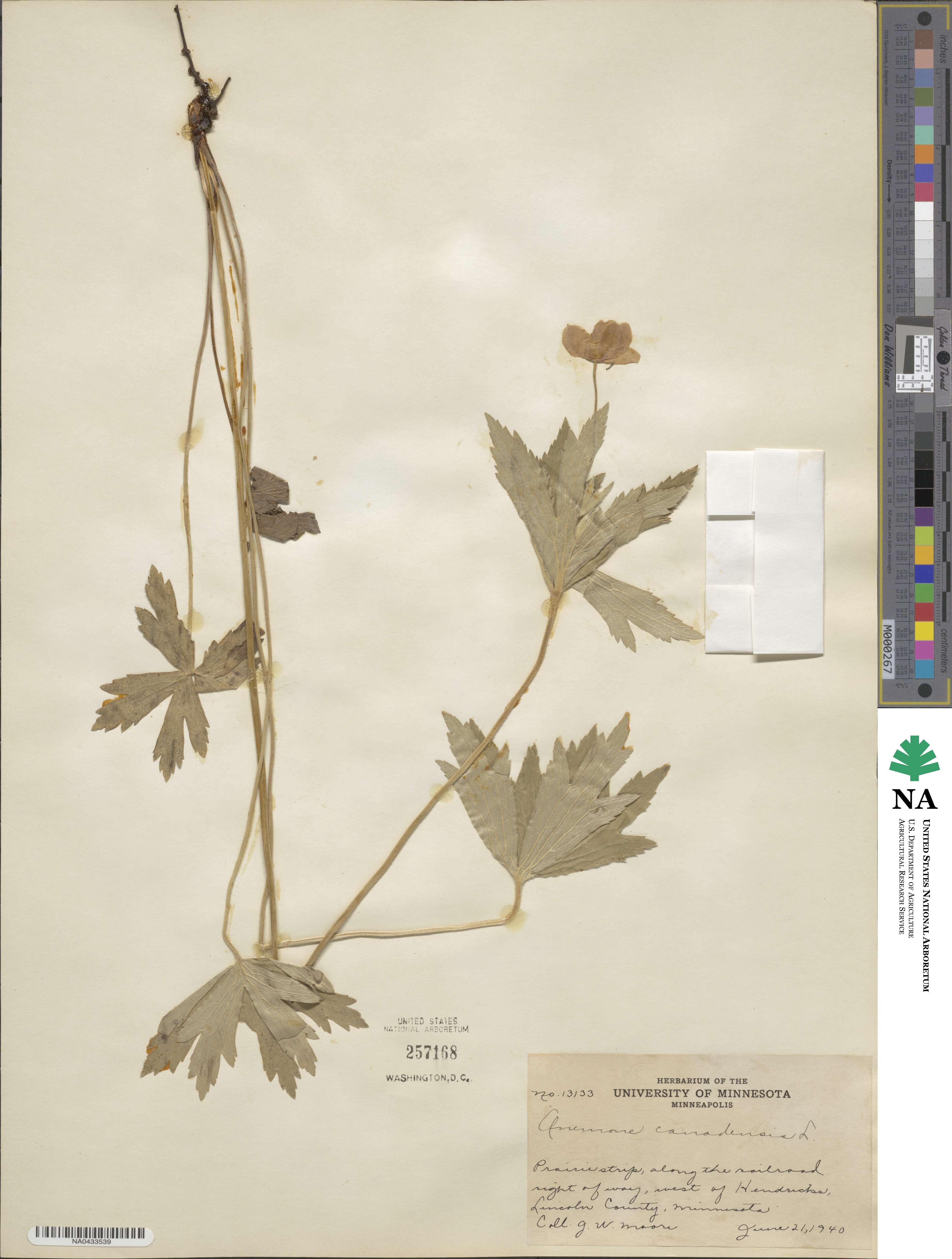 Anemonastrum canadense image