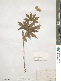 Anemonastrum canadense image