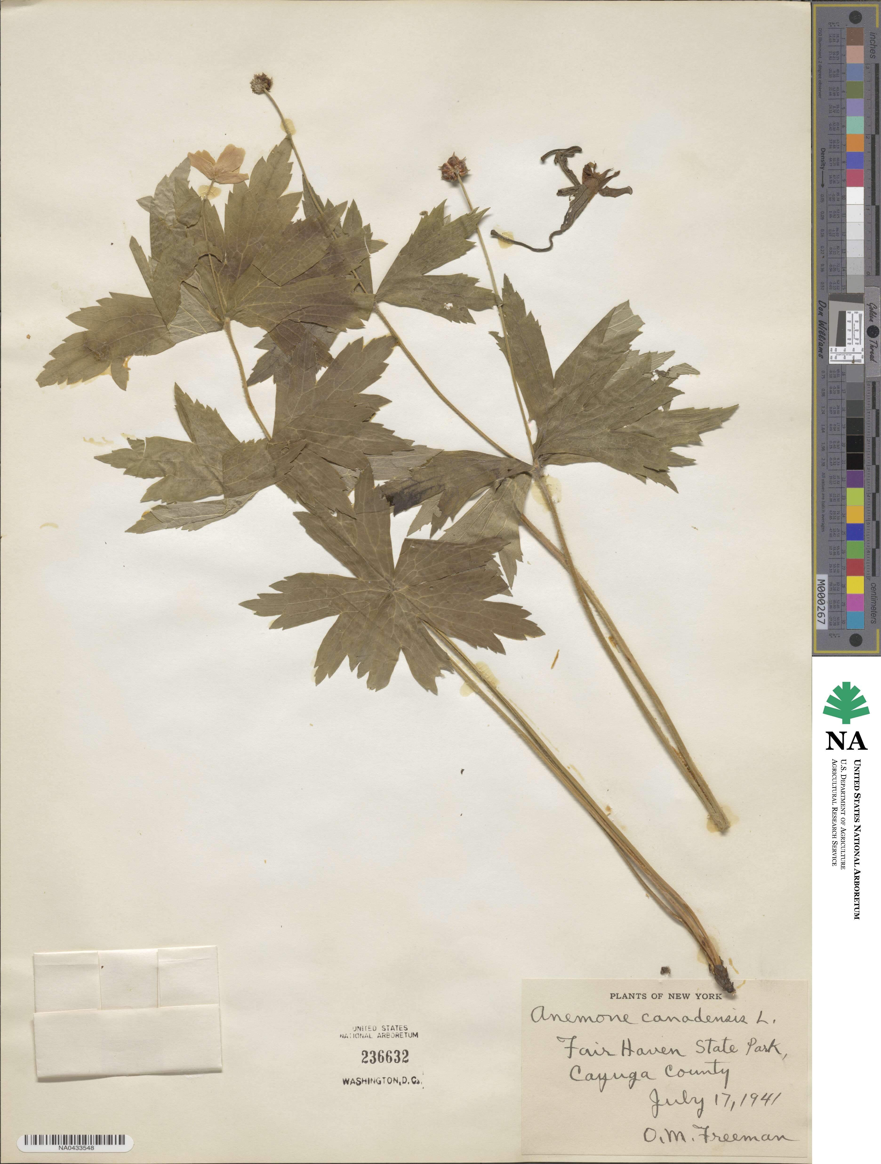 Anemonastrum canadense image