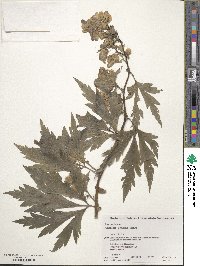 Aconitum sachalinense image