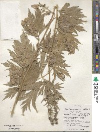 Aconitum sachalinense image