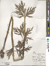 Aconitum sachalinense subsp. yezoense image