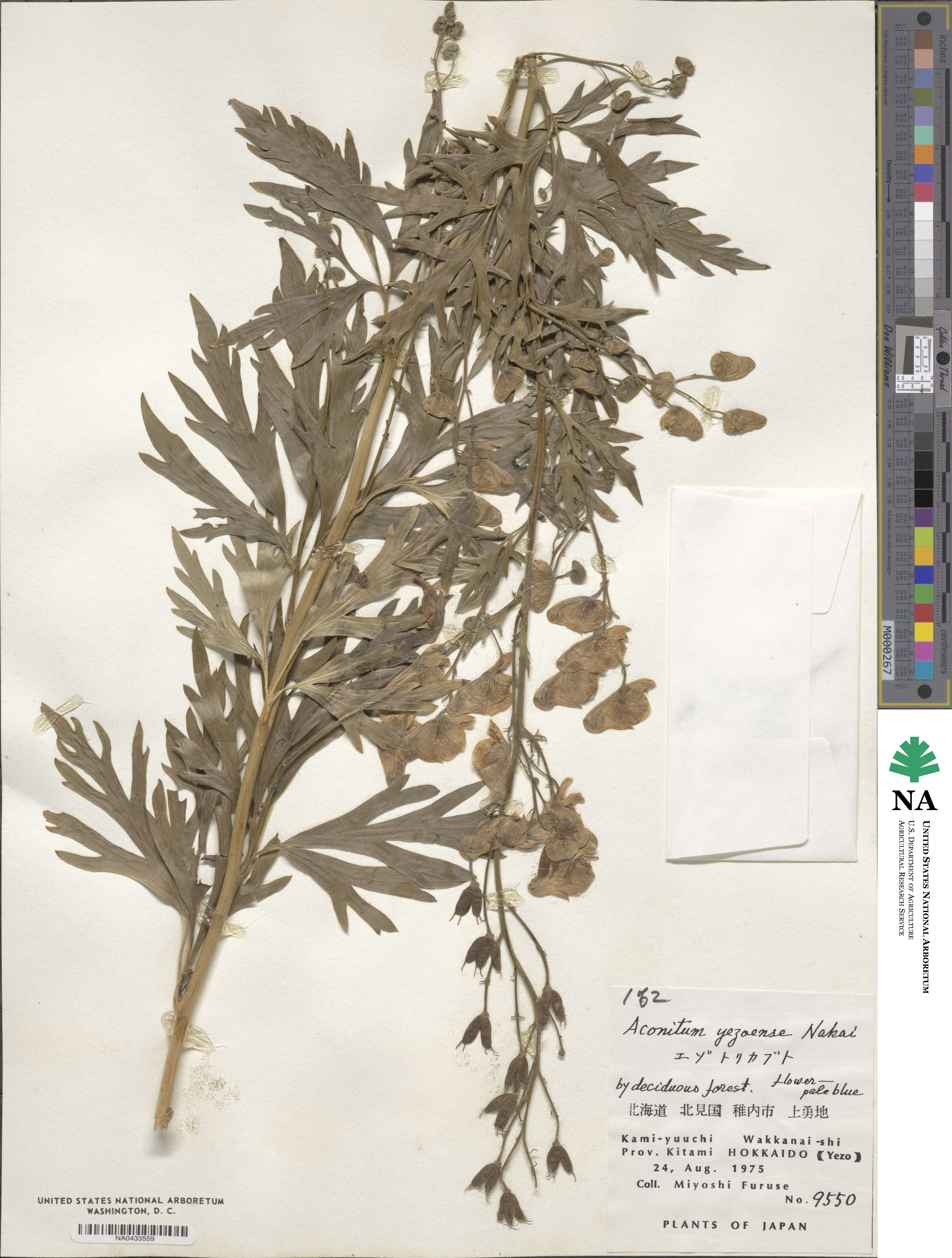 Aconitum sachalinense subsp. yezoense image