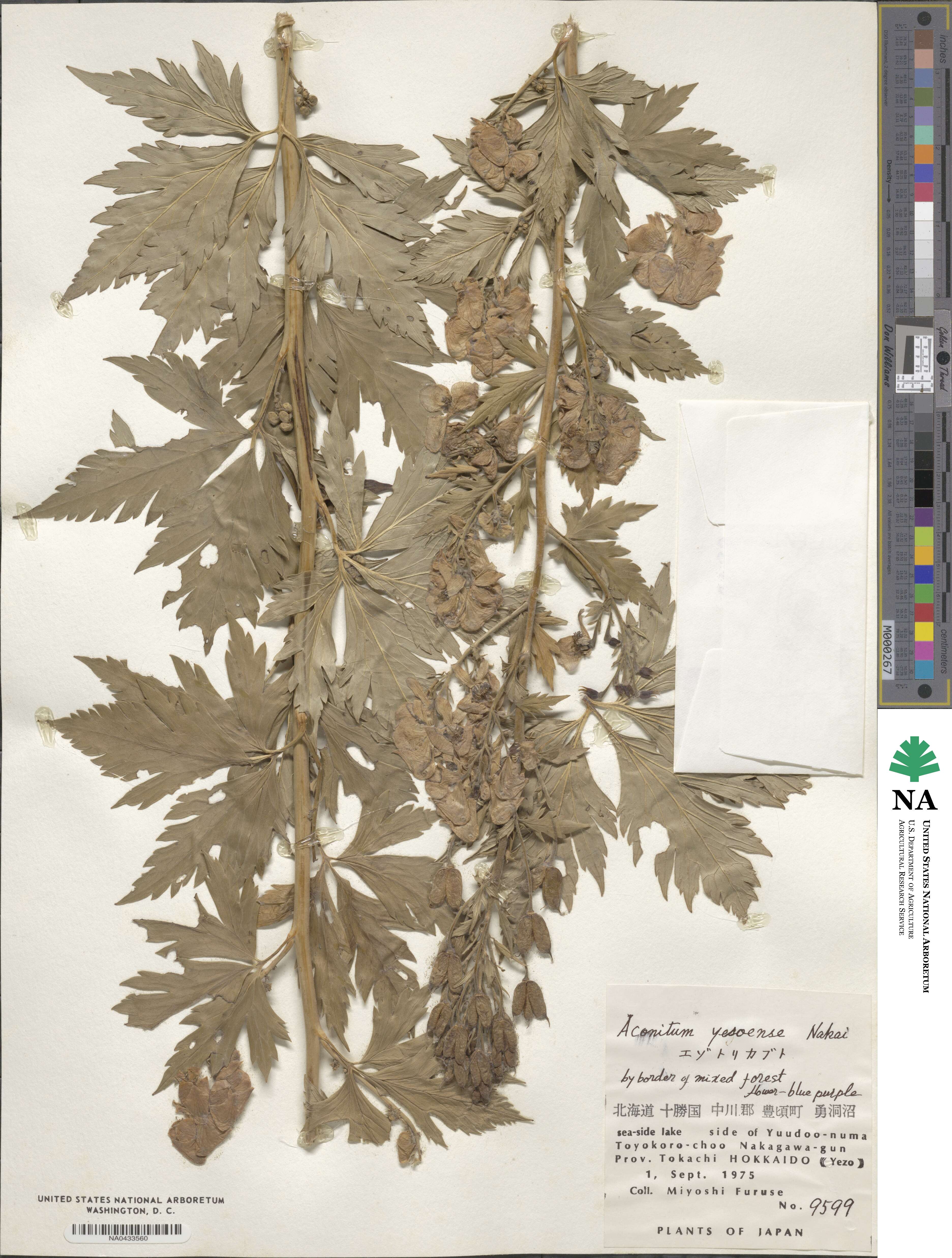 Aconitum sachalinense image