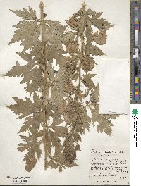 Aconitum sachalinense image