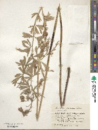 Aconitum sachalinense subsp. yezoense image