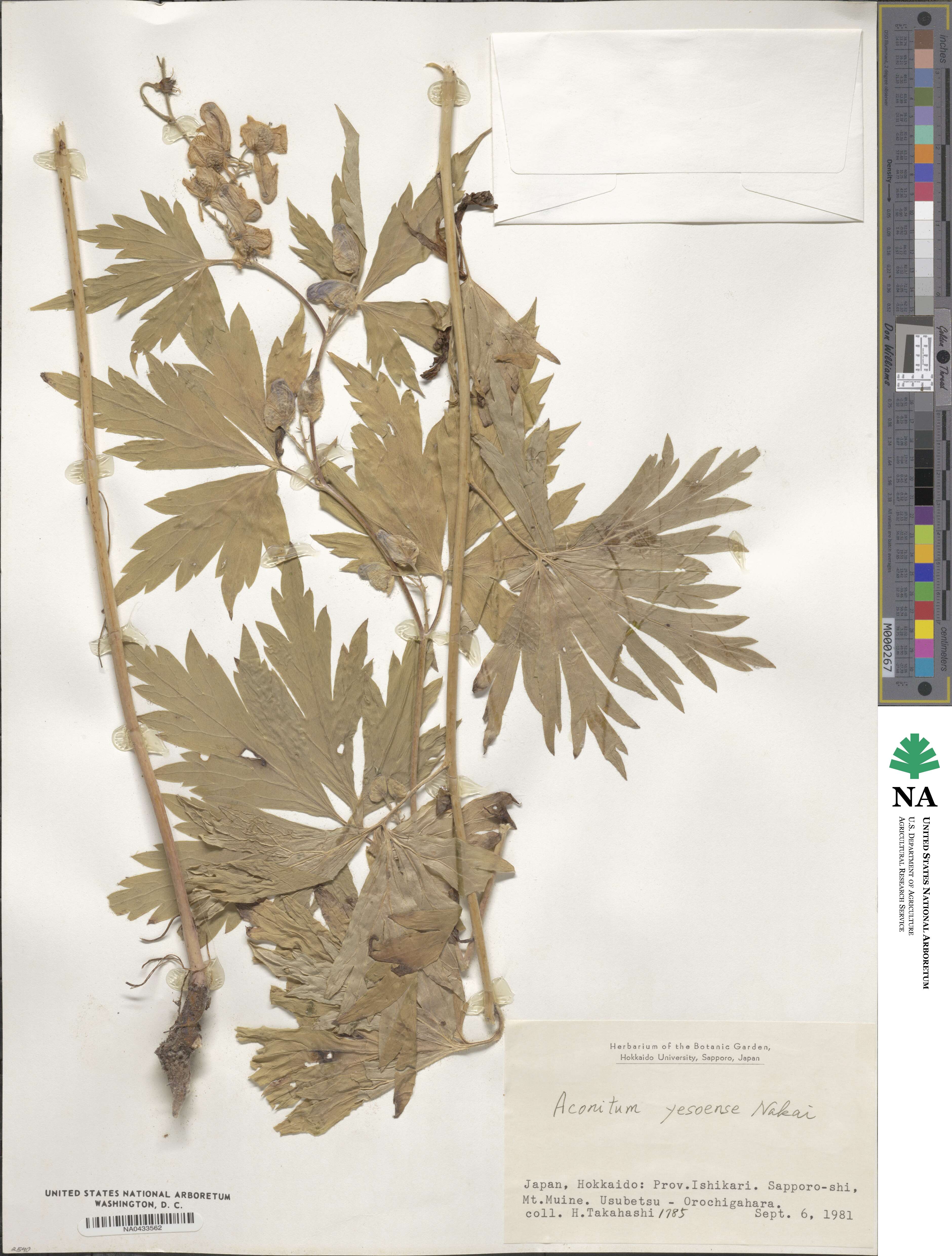 Aconitum sachalinense image